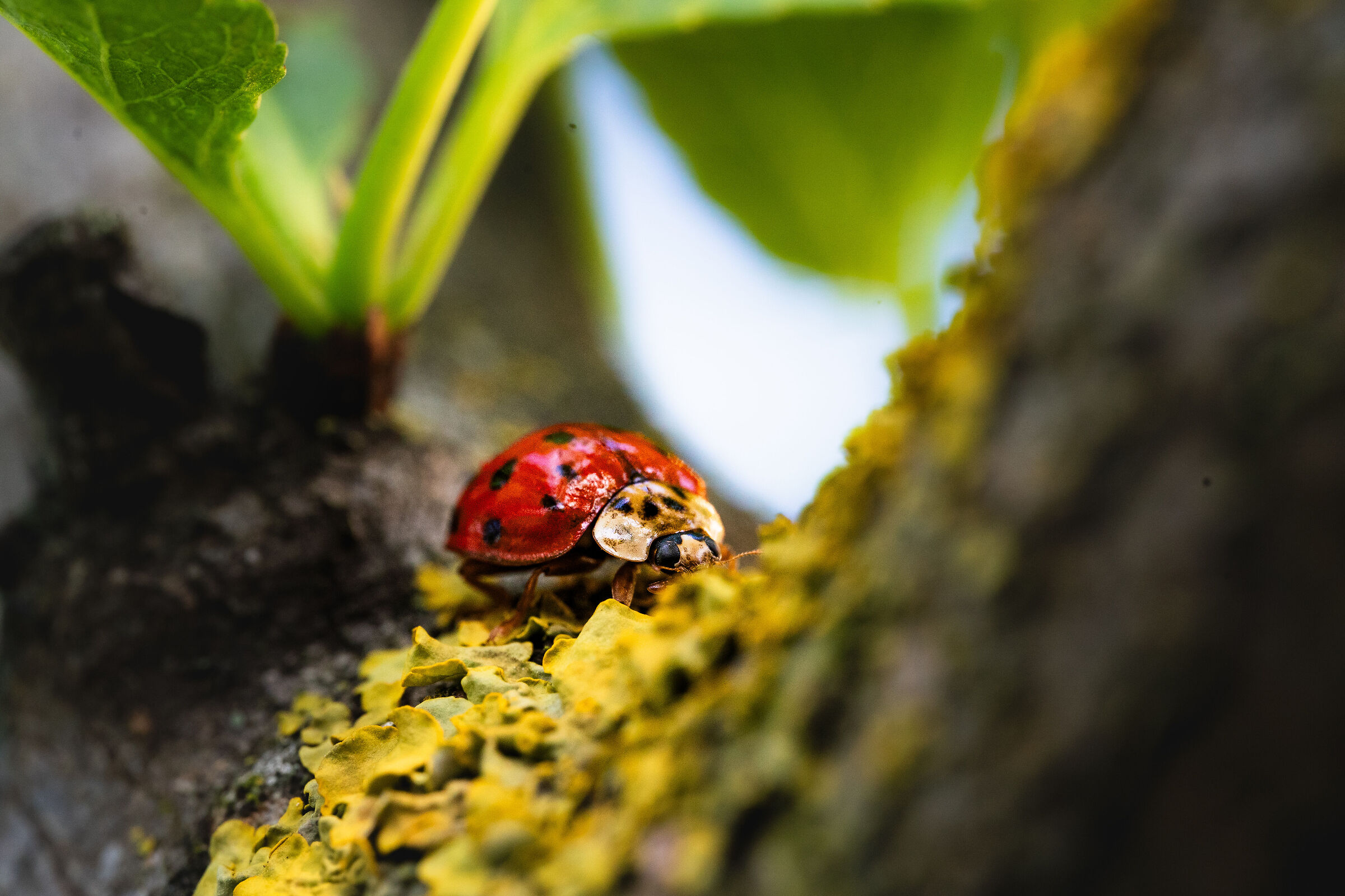 Coccinella ar×