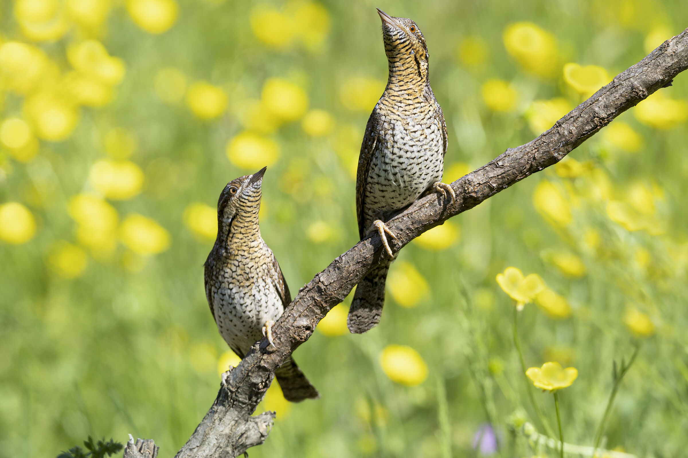 coppia di torcicollo su sfondo impressionista