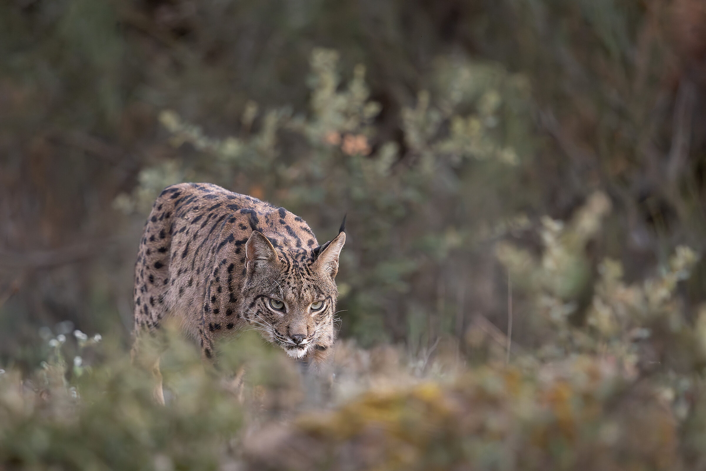 Lince Pardina in caccia