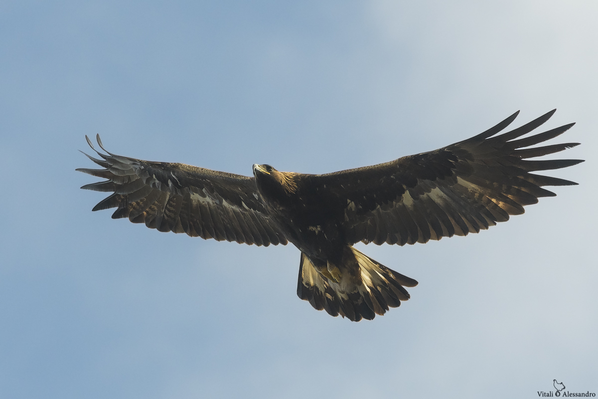 Golden eagle