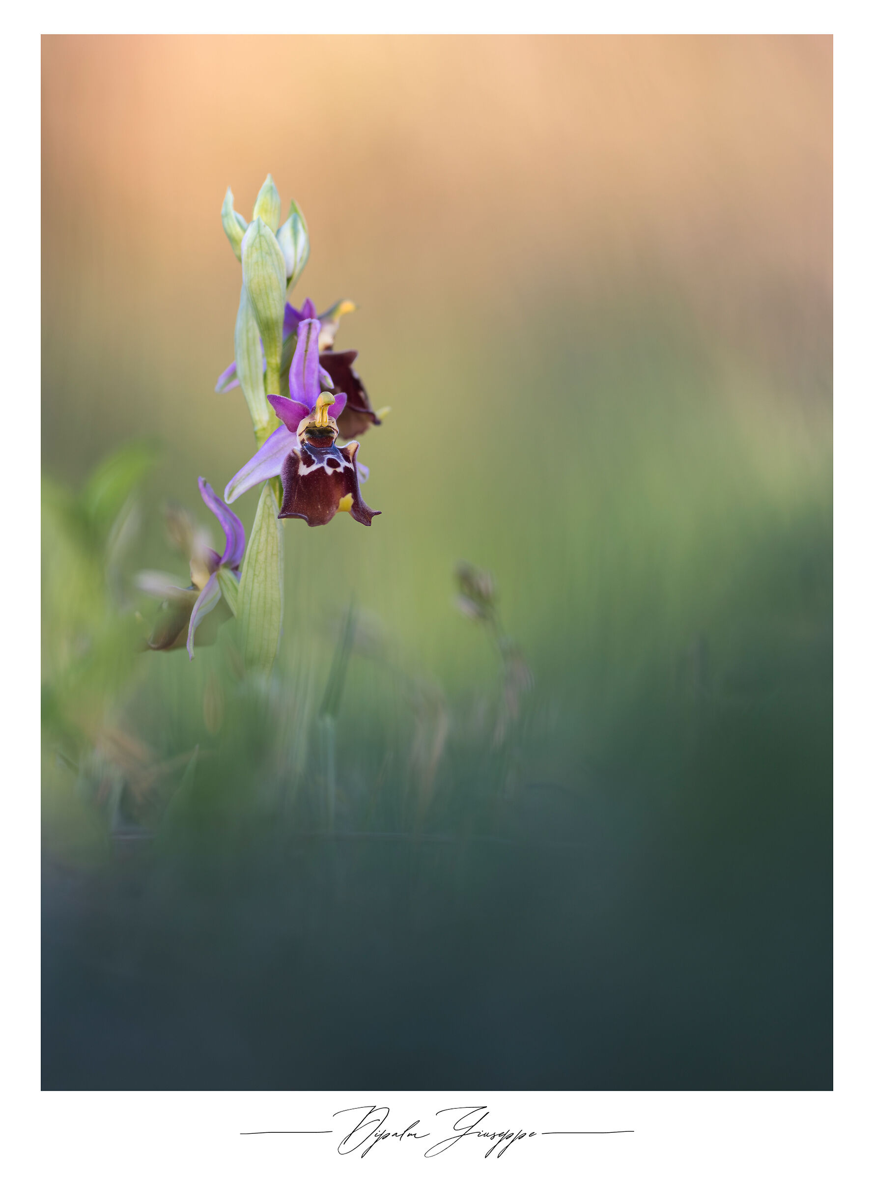 Ophrys holosericea subsp. apulica