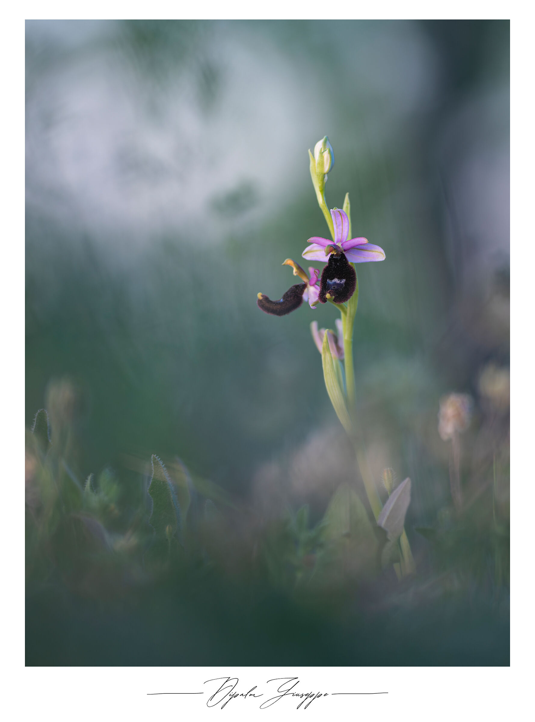 Ophrys bertolonii