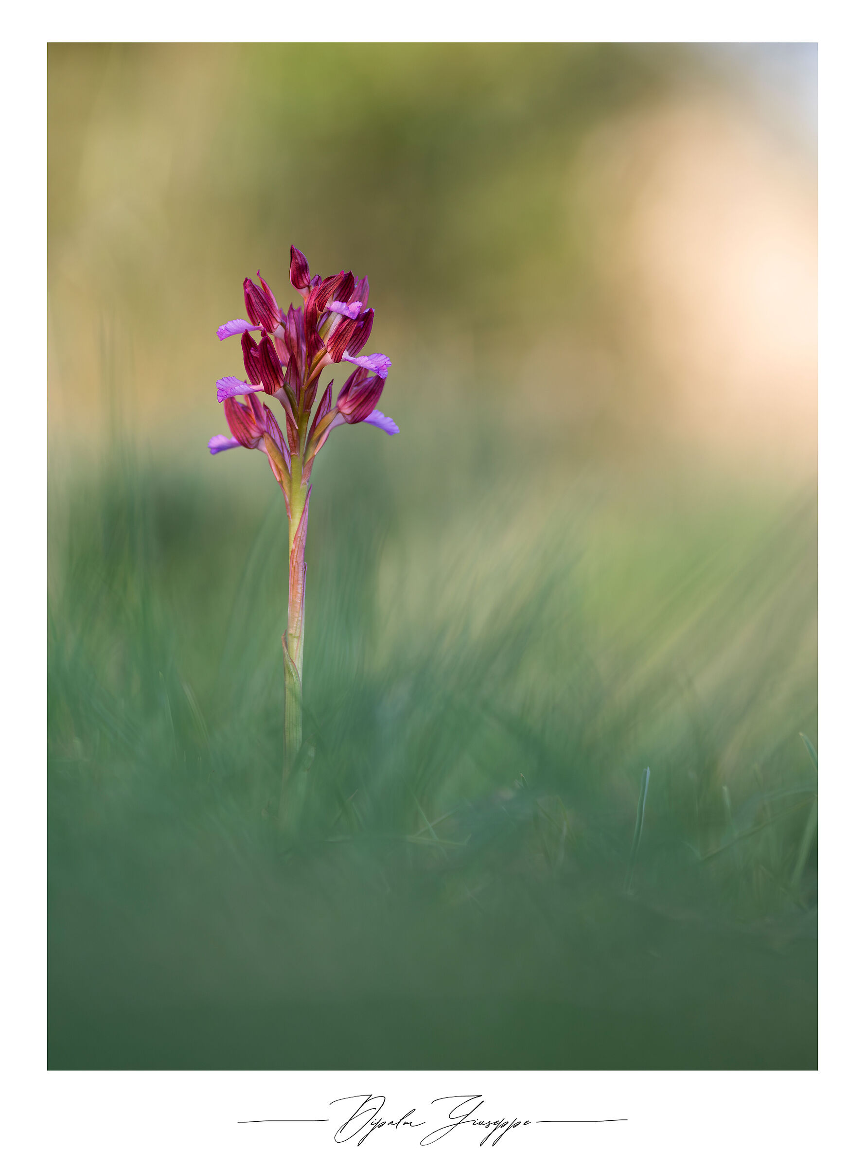 Anacamptis papilionacea