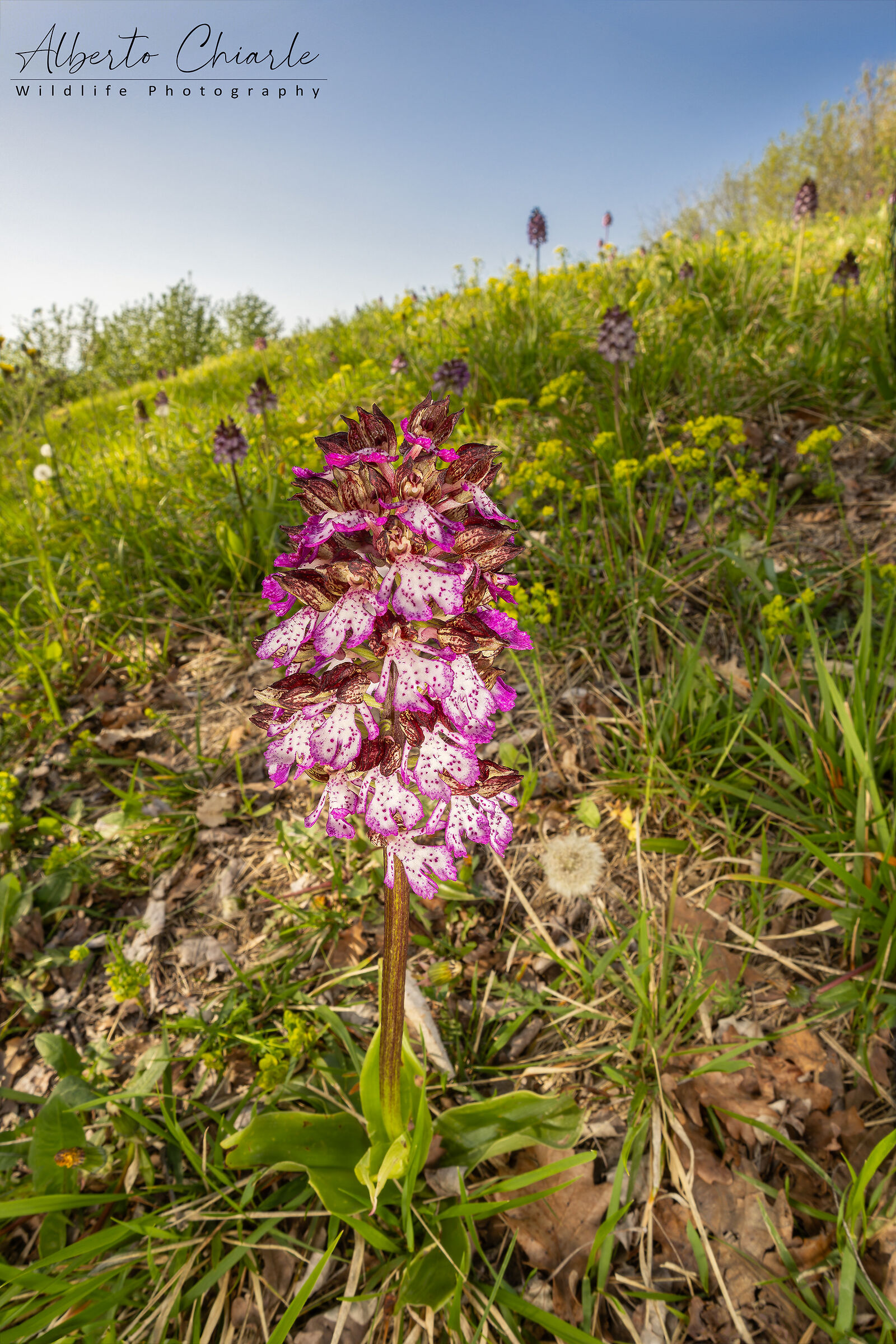 Orchis purpurea