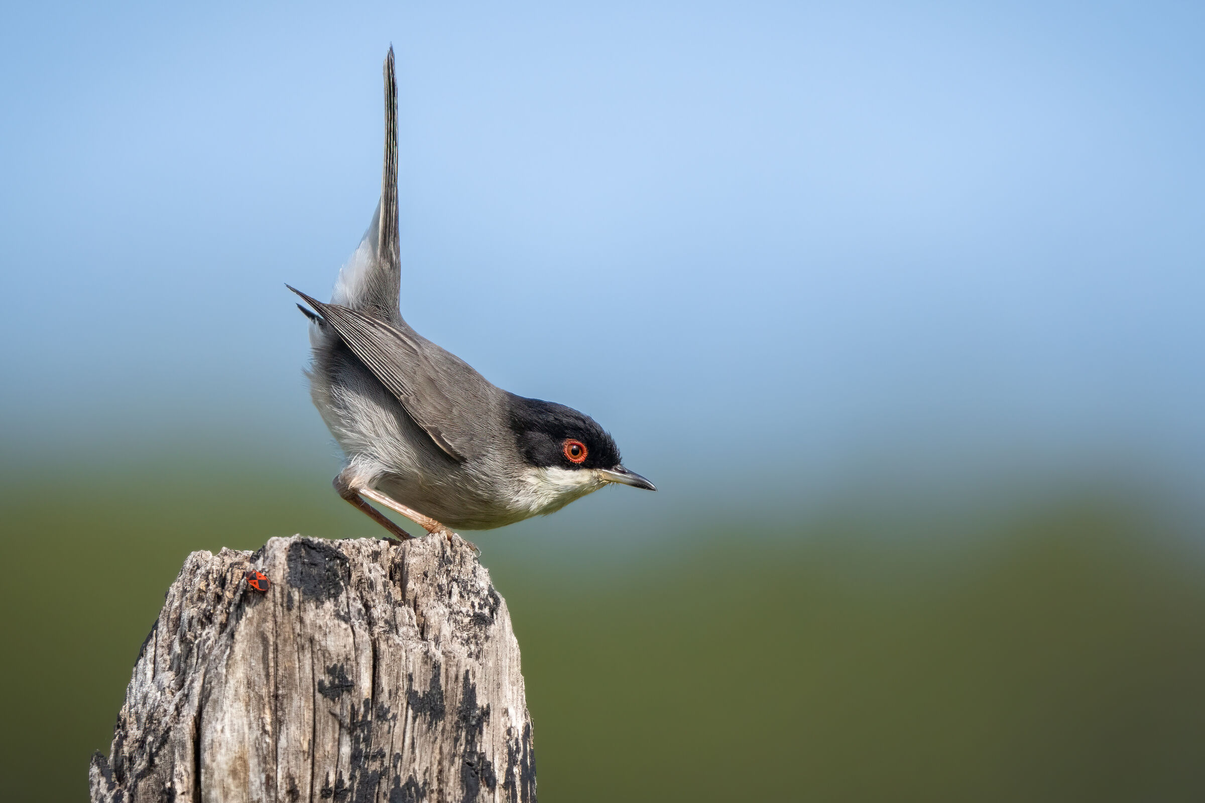 Occhiocotto (Sylvia melanocephala)