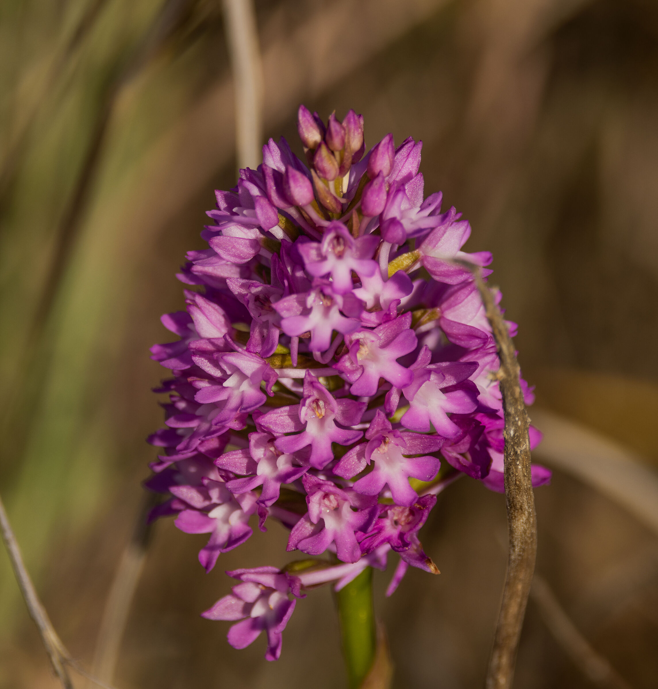 Pyramid Orchid