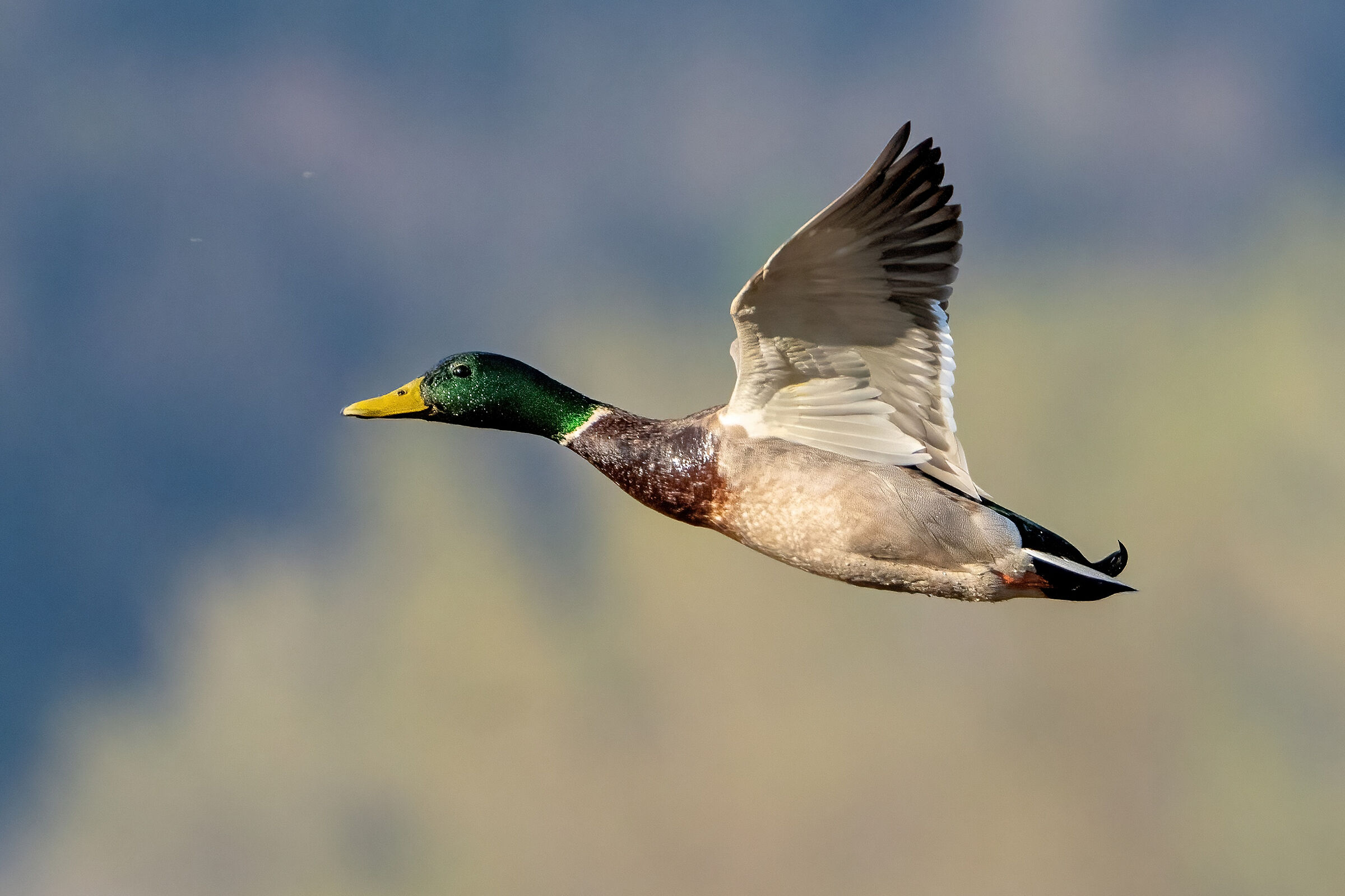 Germano reale (Anas platyrhynchos)