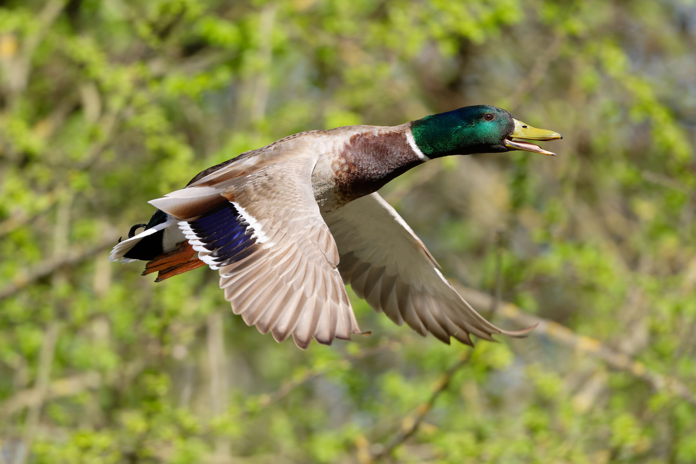 Mallard