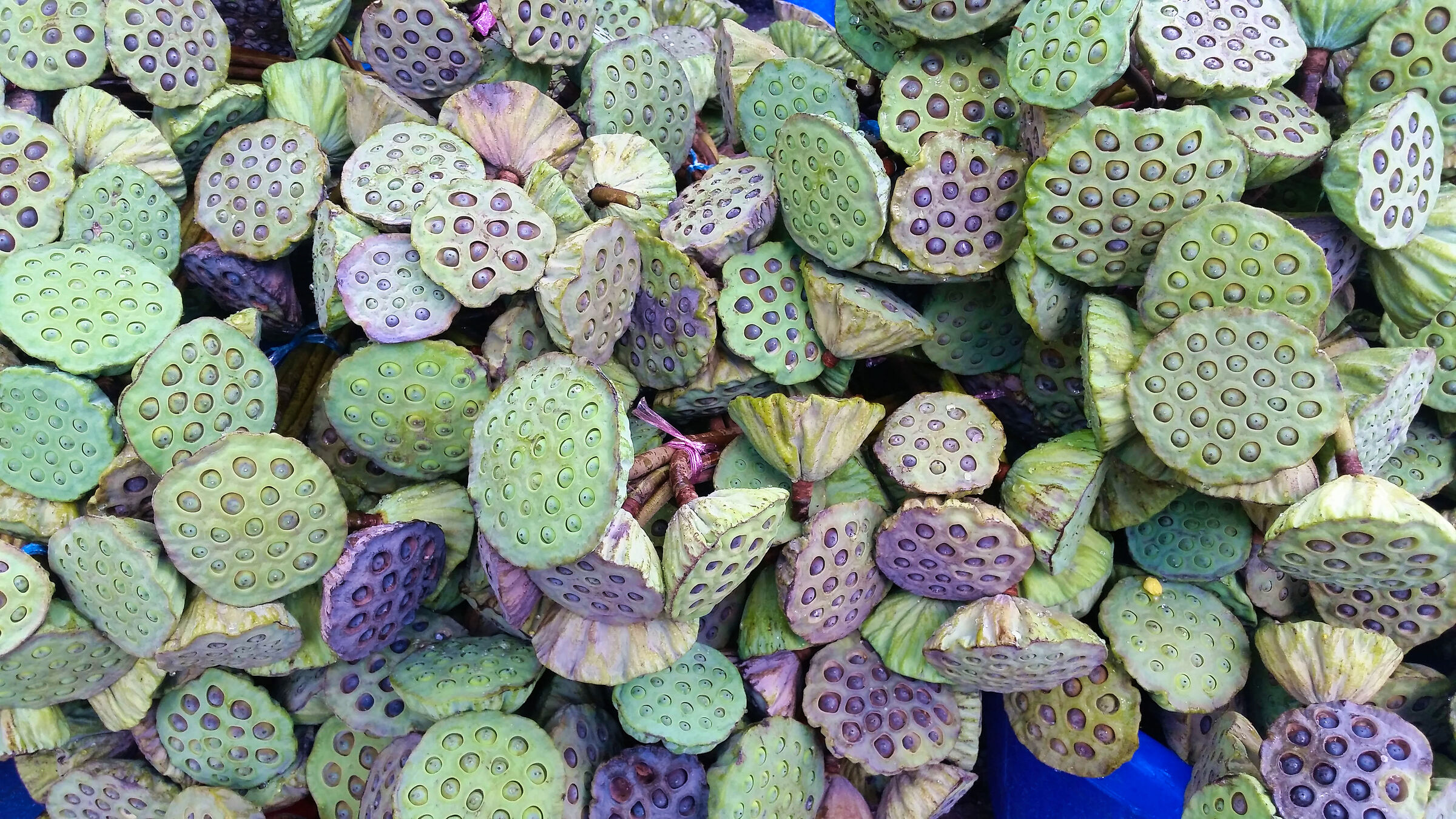 bacelli di semi di loto