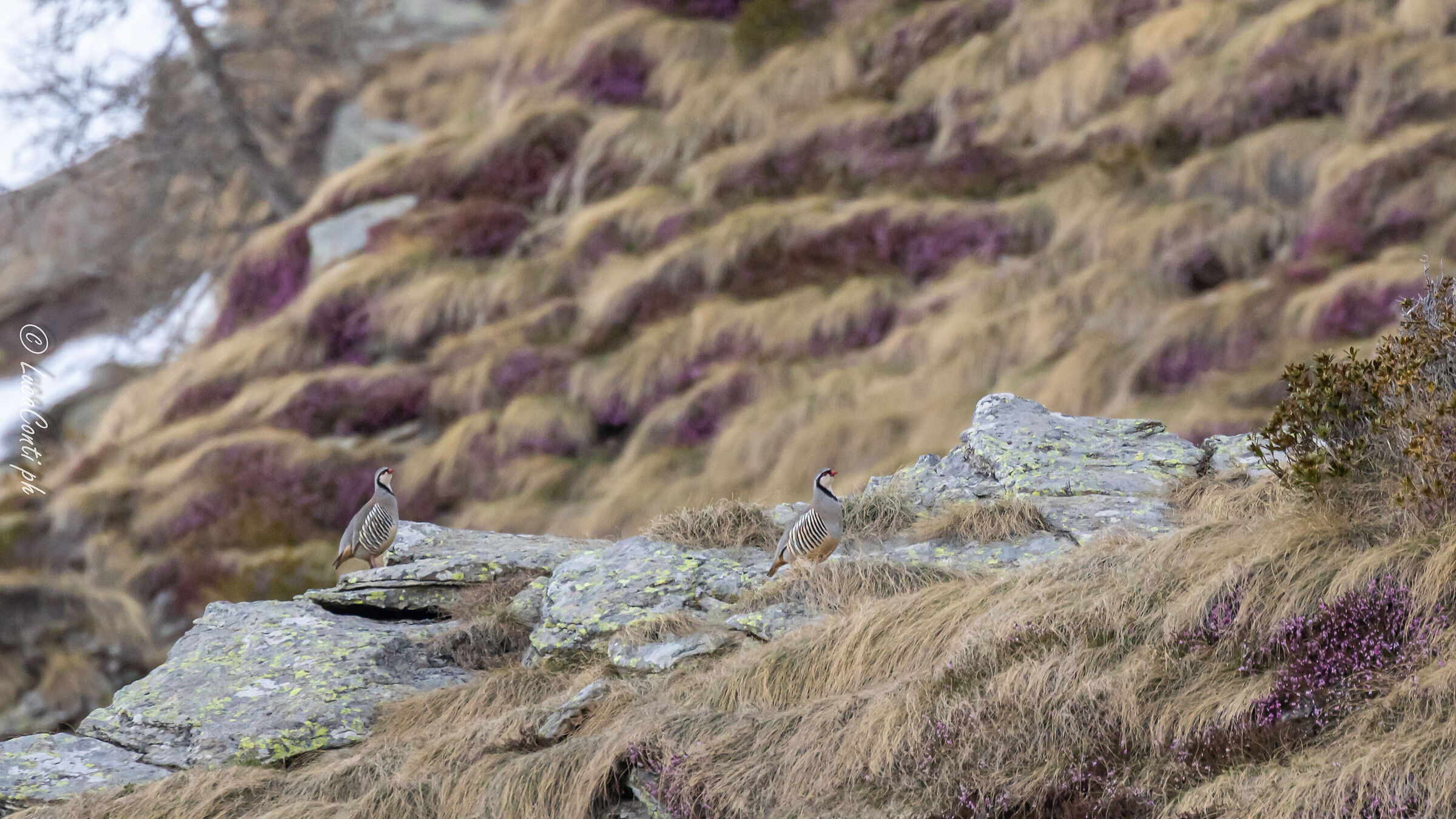 Alpine cuturnices (Alecyoris graeca) Valvarrone