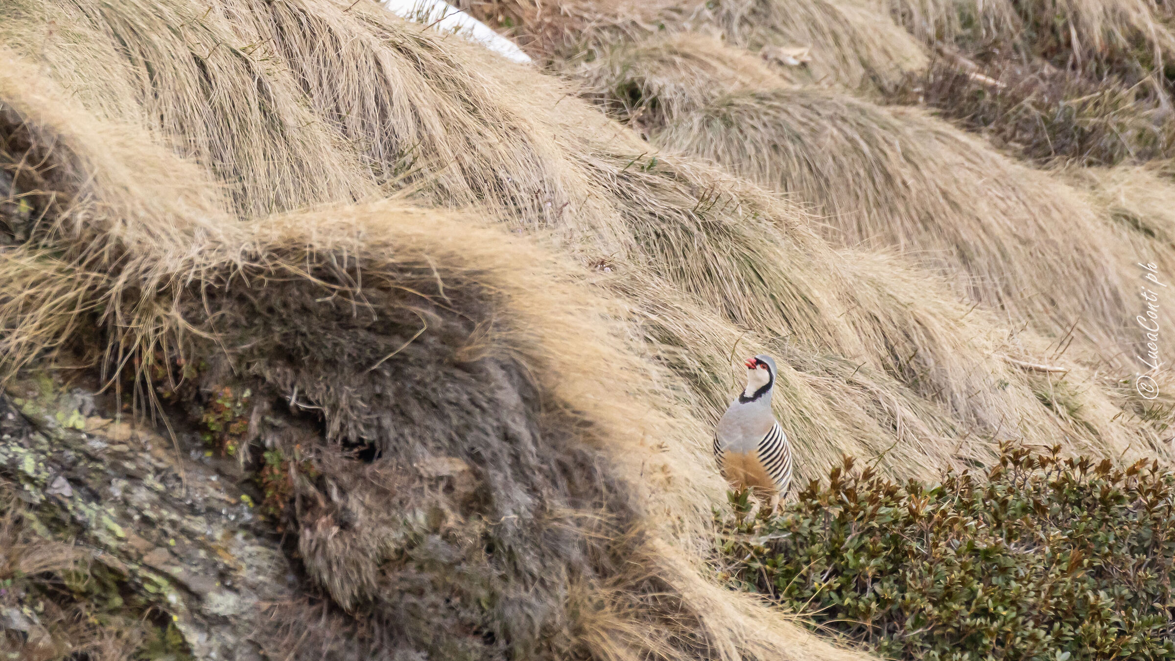Alpine cuturnices (Alecyoris graeca) Valvarrone