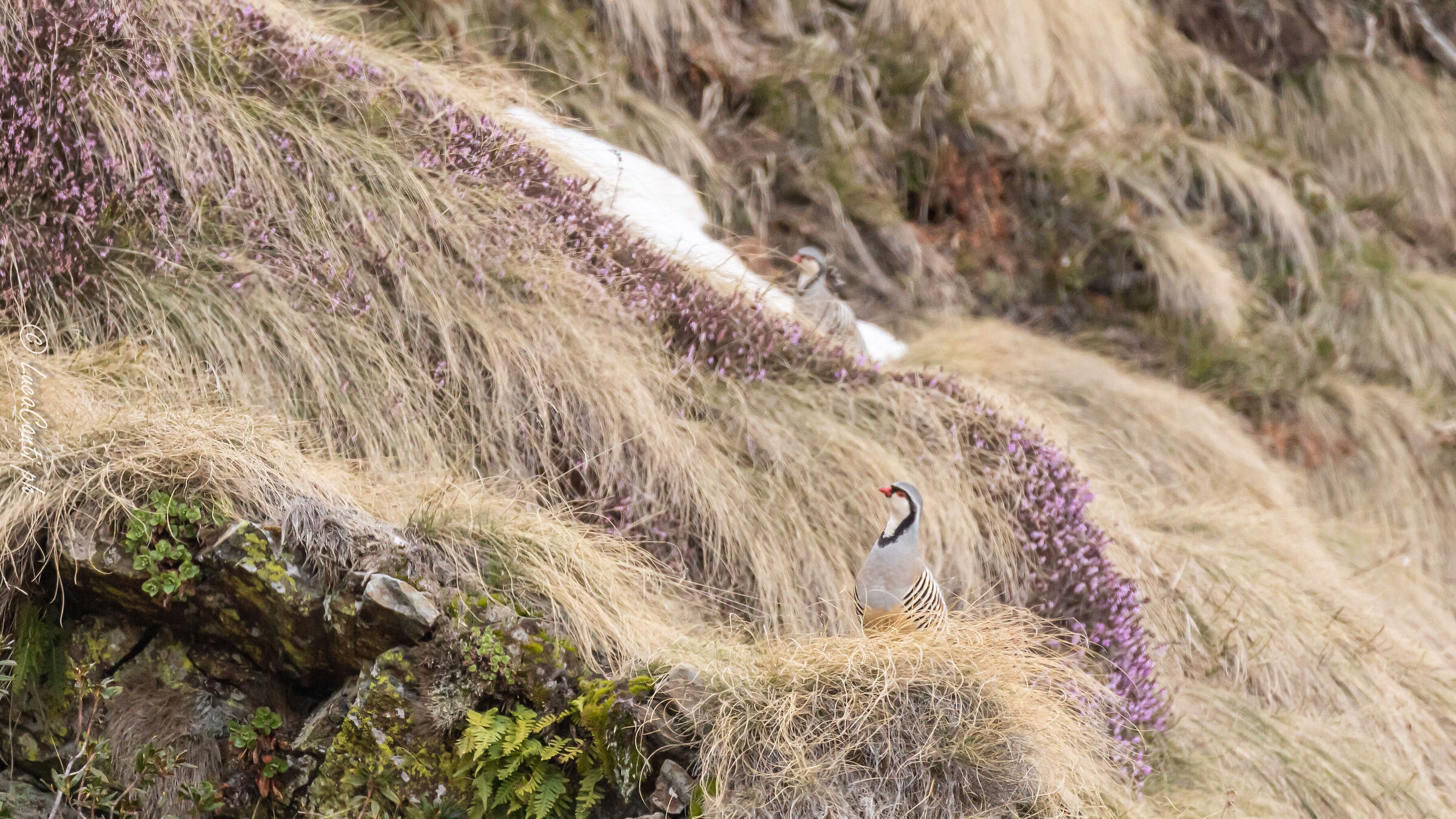 Alpine cuturnices (Alecyoris graeca) Valvarrone