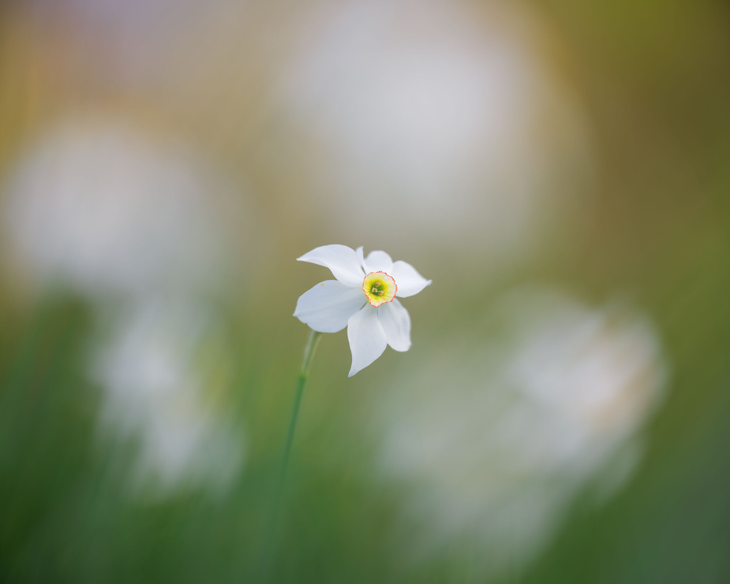 Narcissus poeticus
