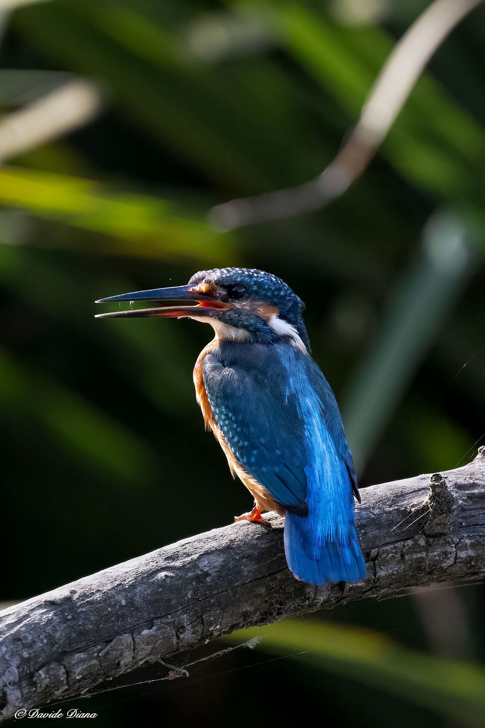 Martin Pescatore - Kingfisher