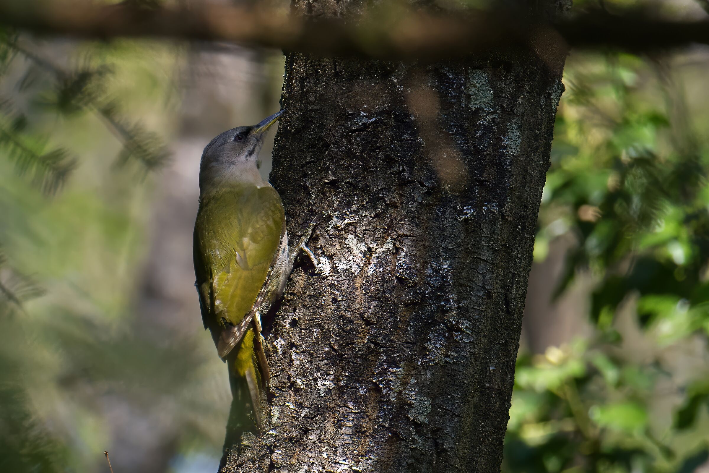 Grey-headed woodpecker