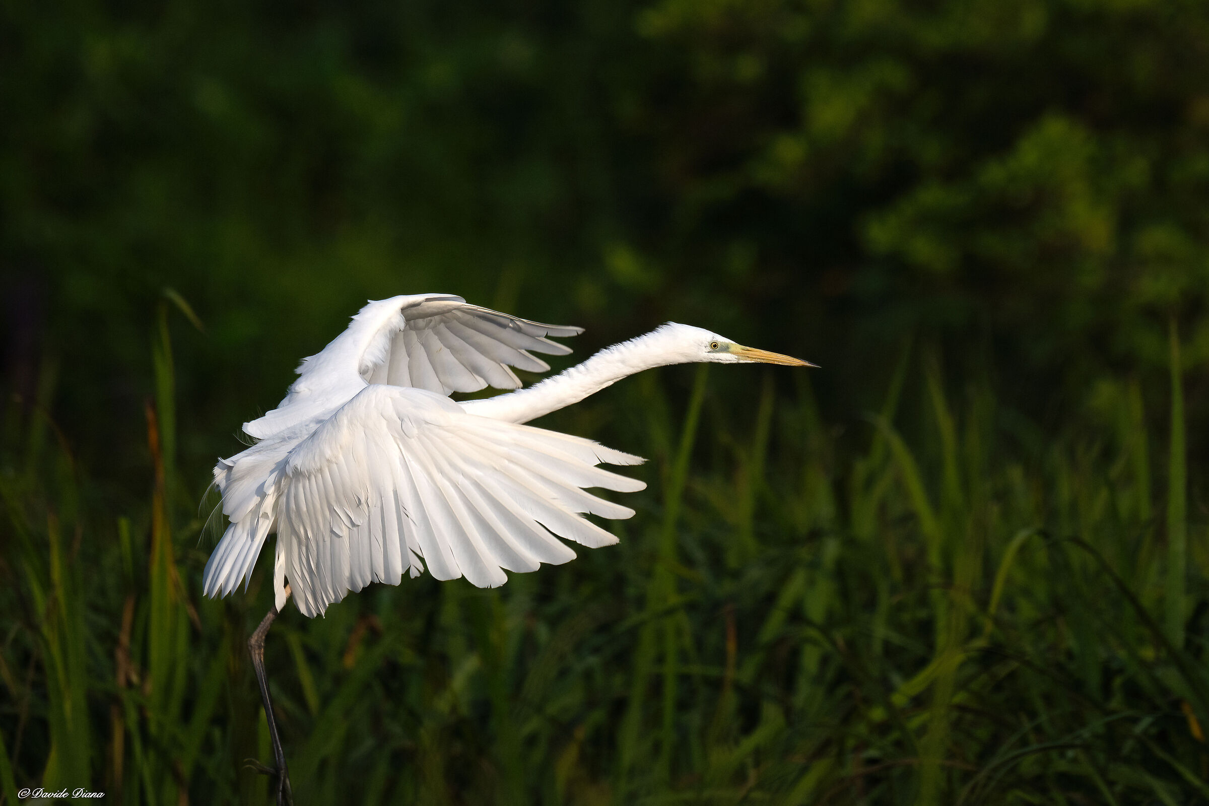 White Heron