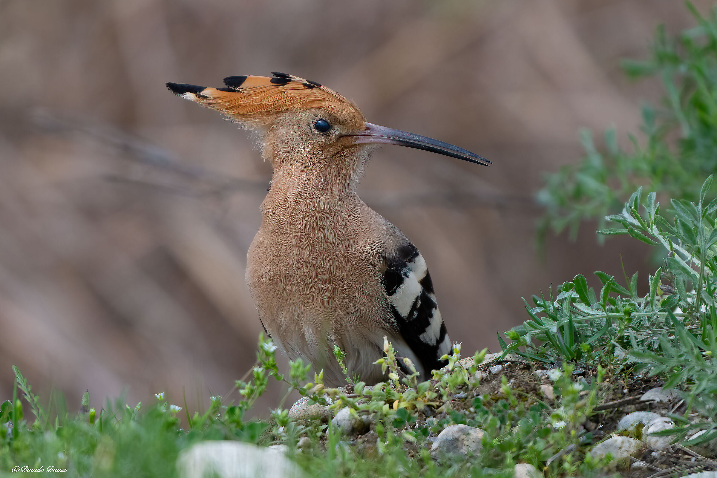 Hoopoe