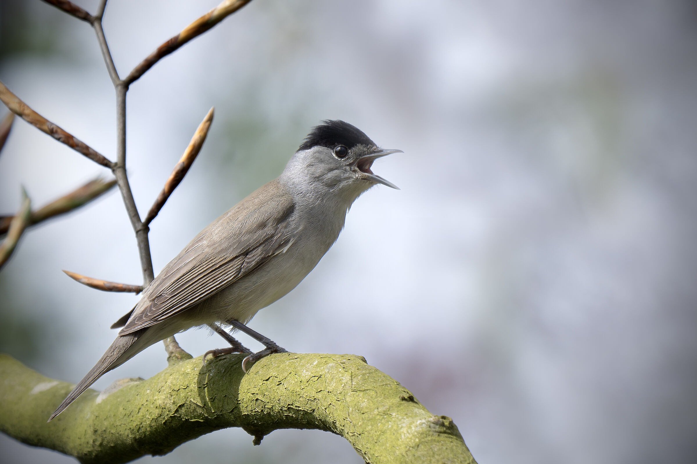 Atricapilla di Sylvia