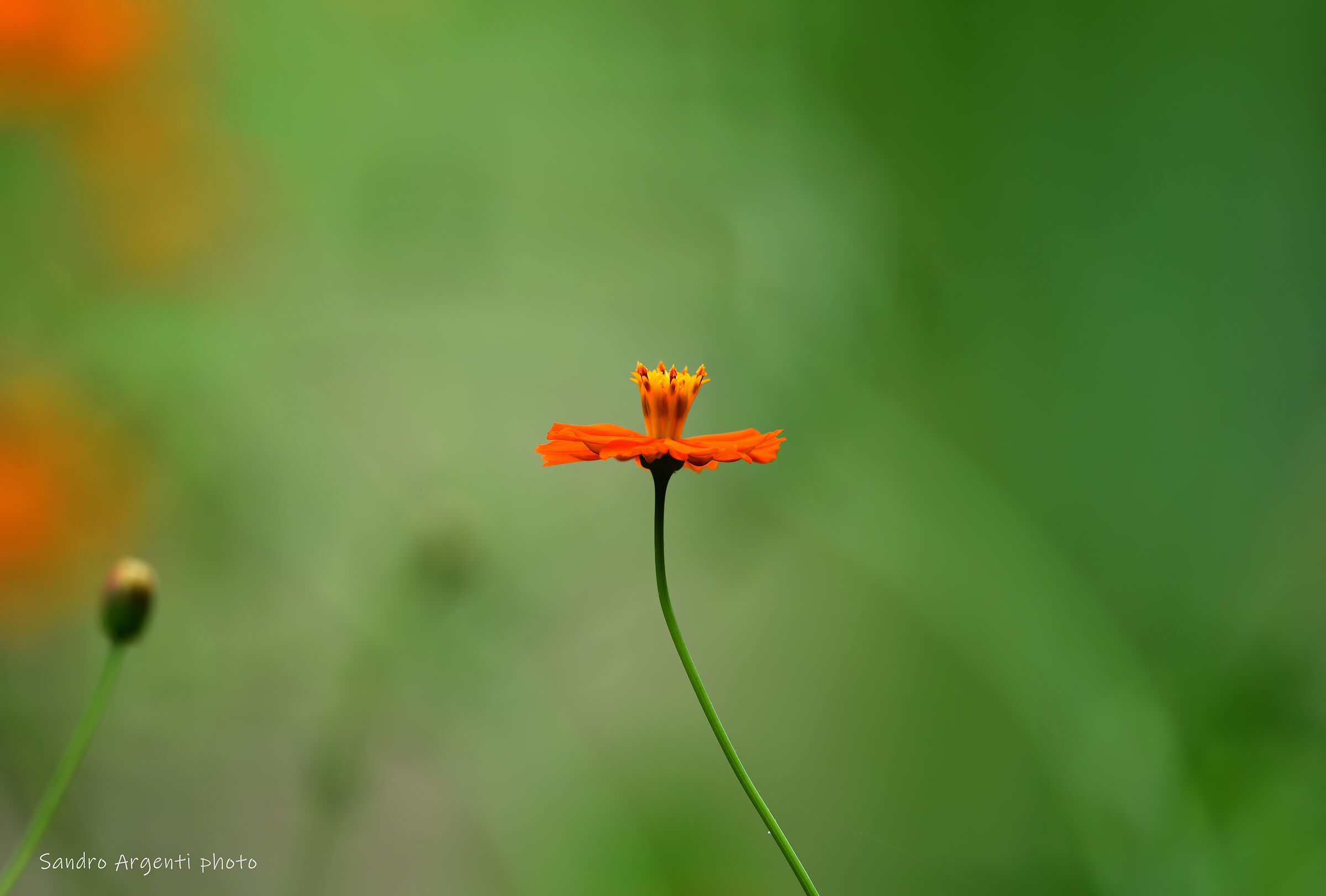 La capacità di un semplice Fiore di trasmettere...