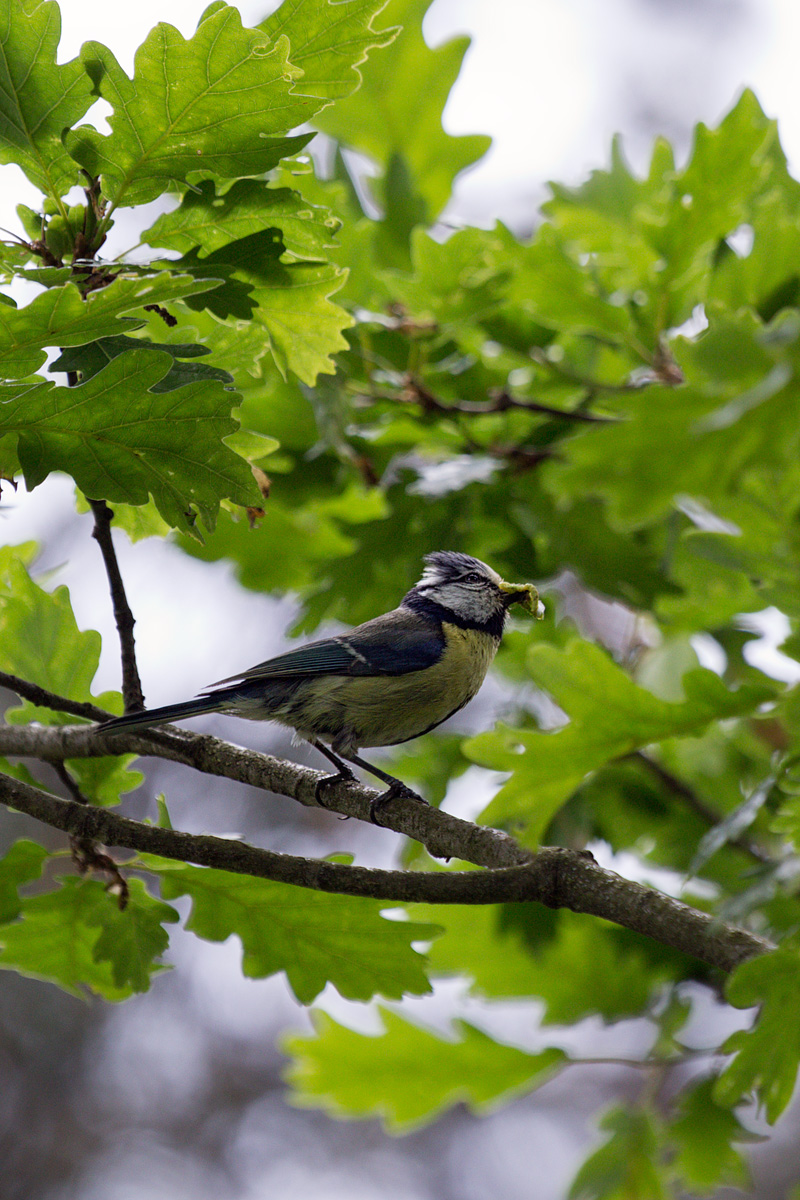 The tit and the caterpillars 1