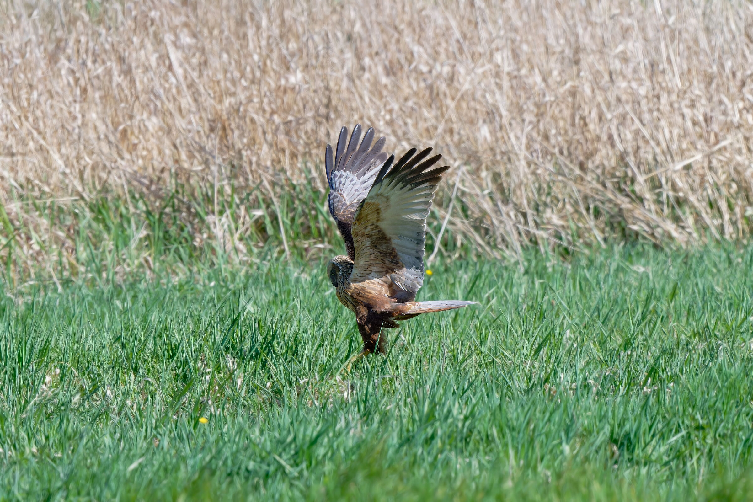 Marsh Harrier Set