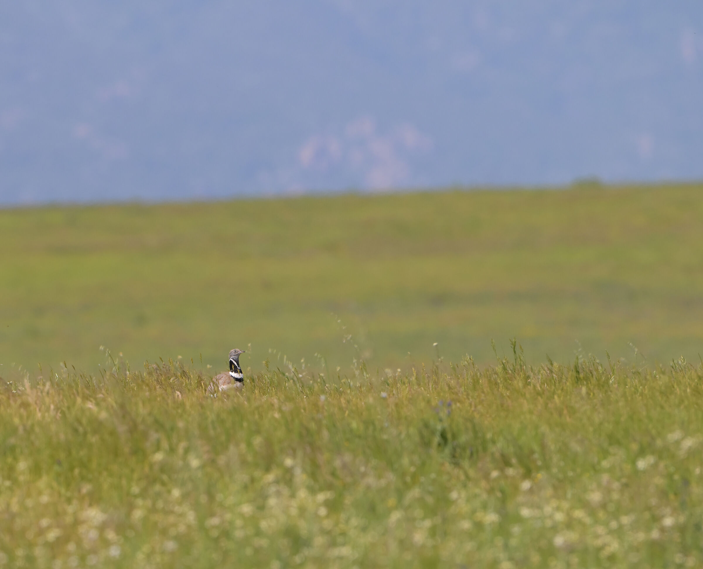 Little bustard