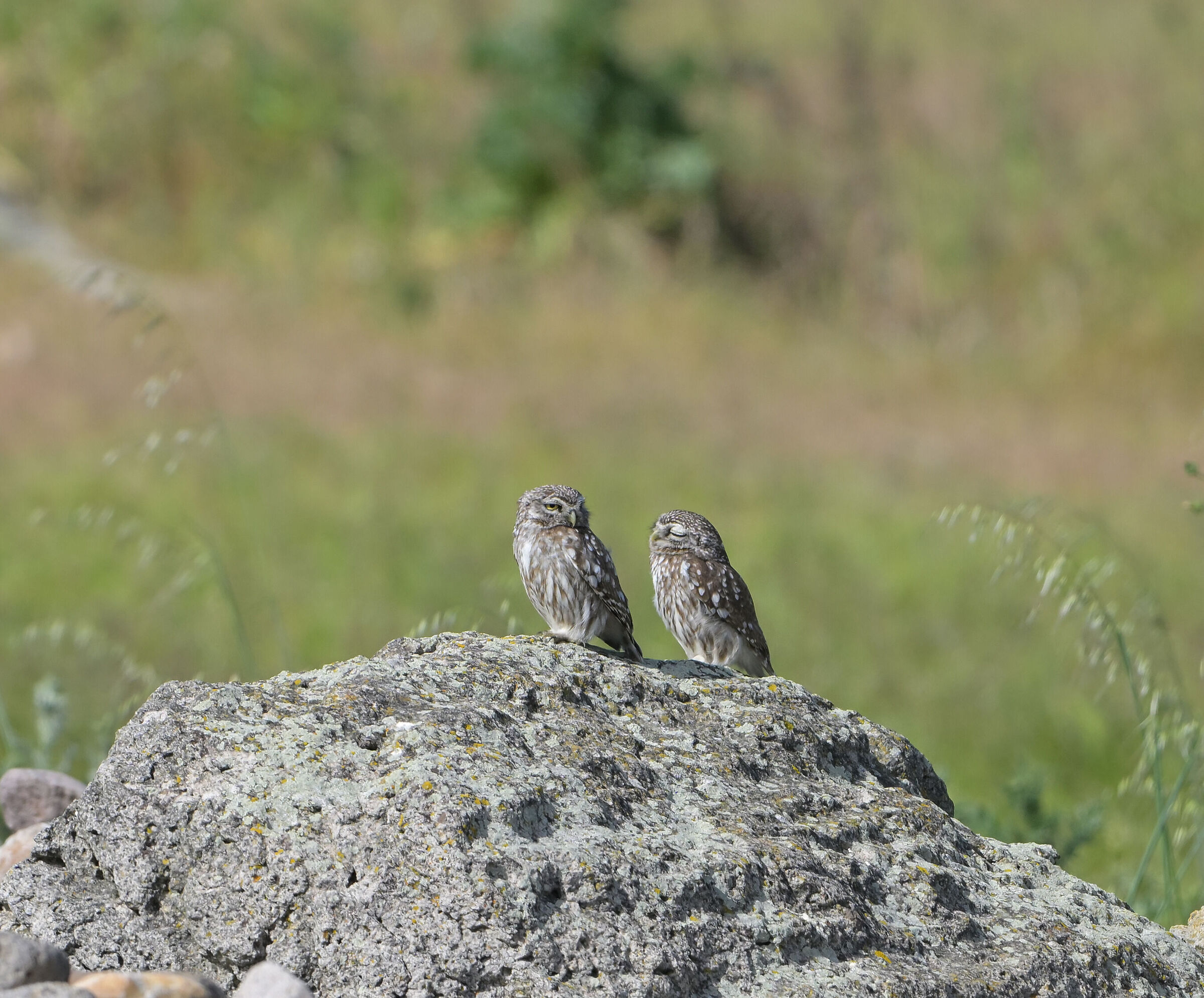 Pair of owls