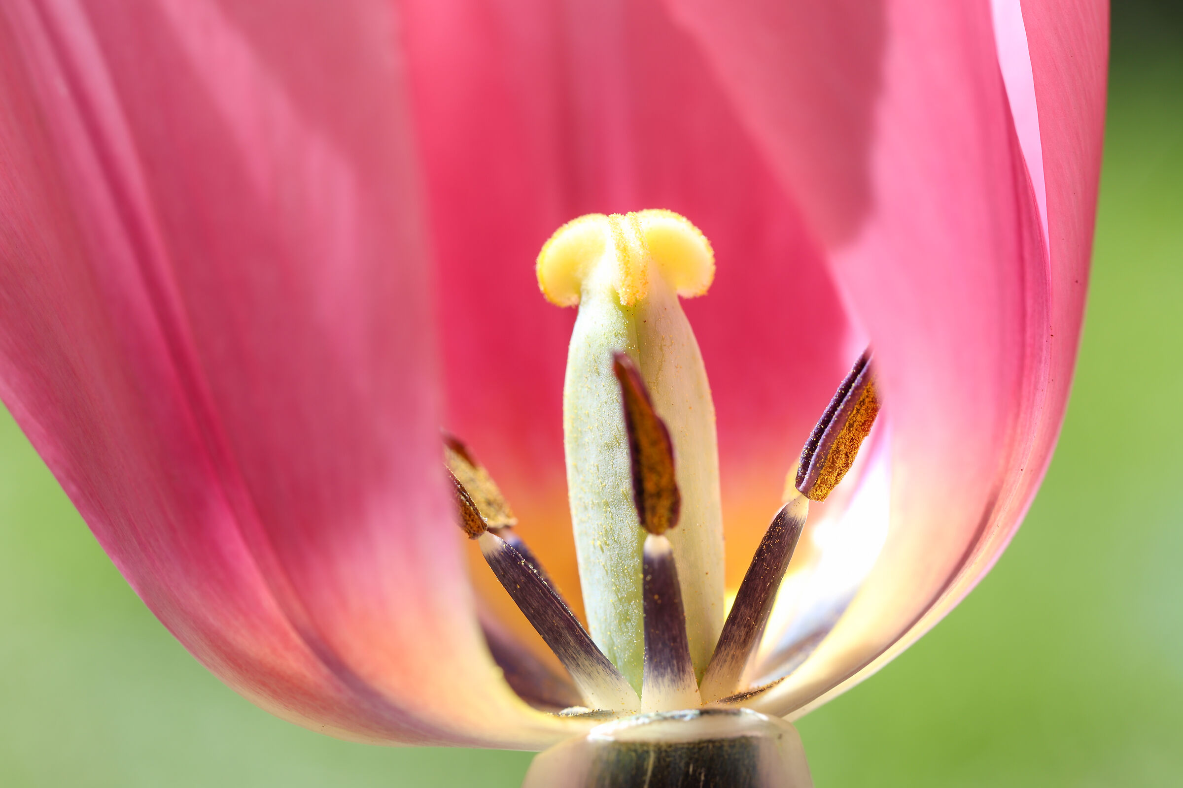 The Courtyard Window