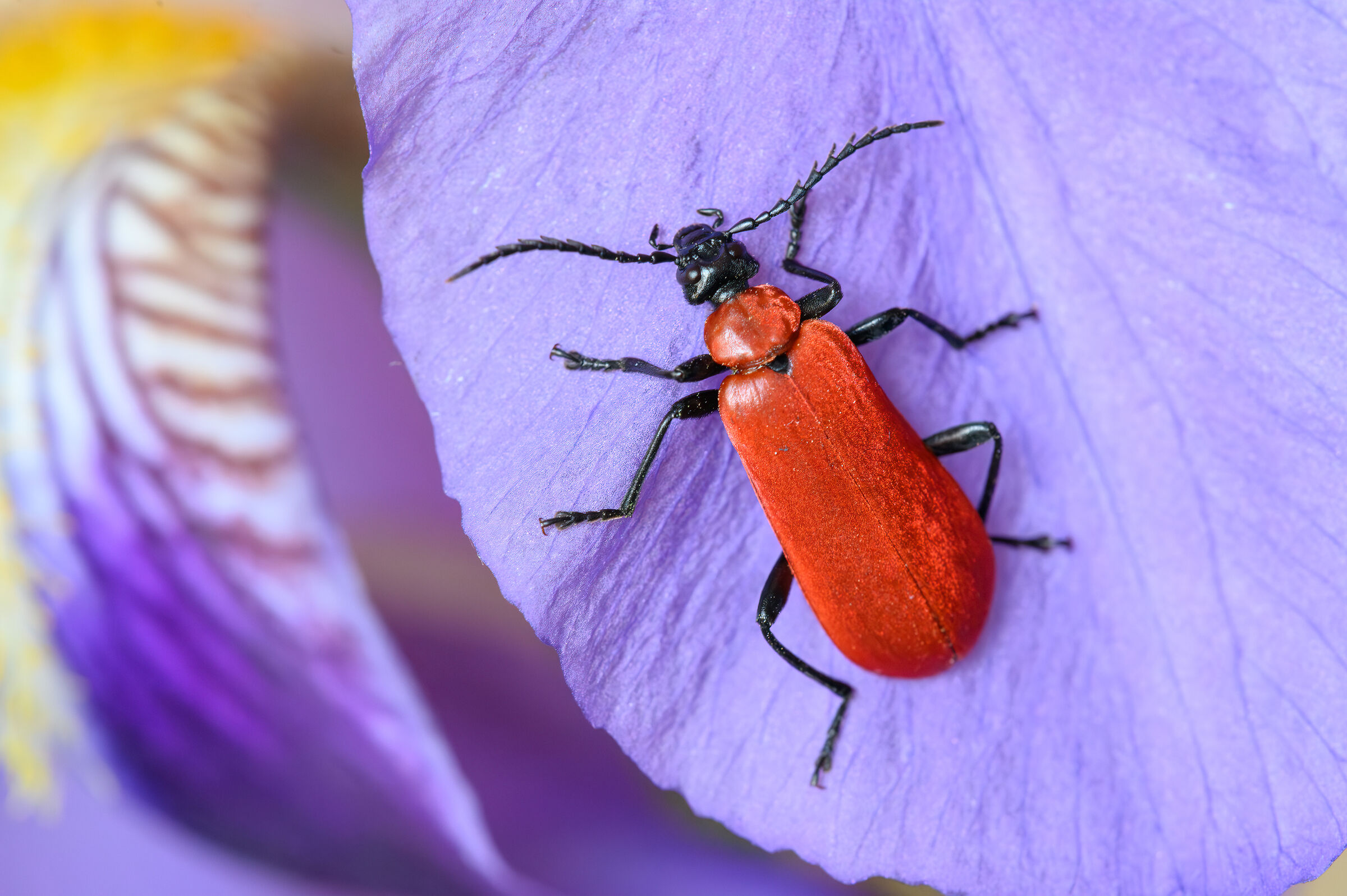 Coleottero Cardinale