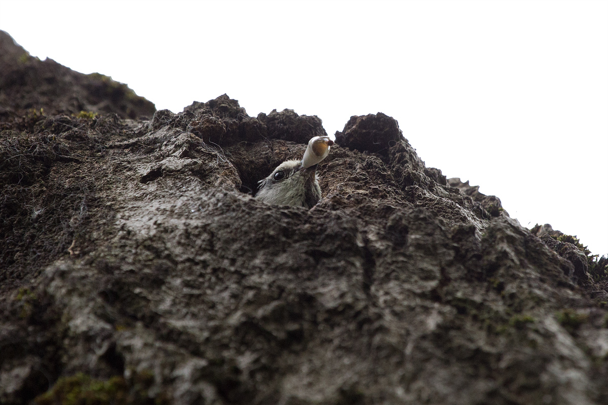 La cincia in dispensa ( crop)