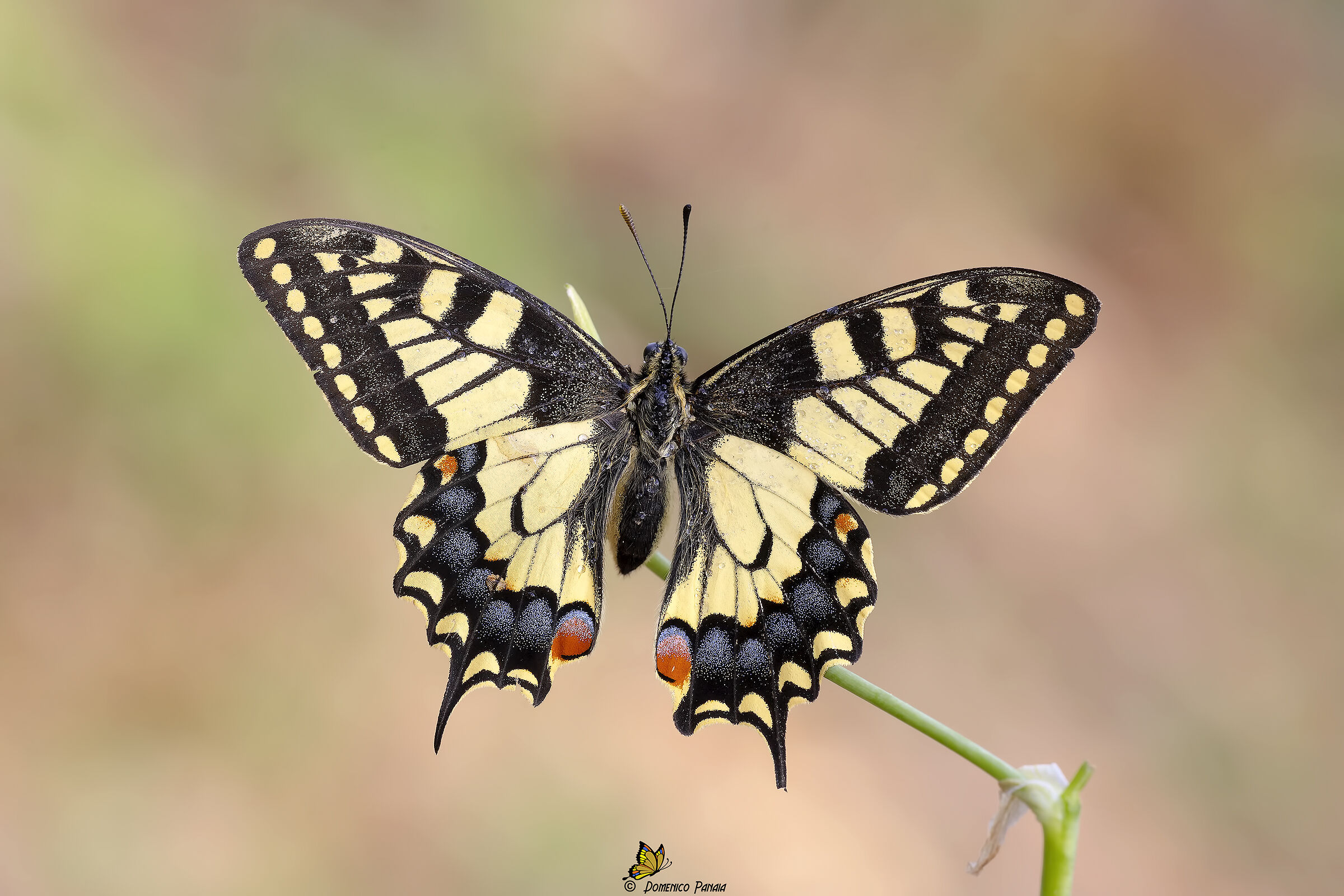 swallowtail