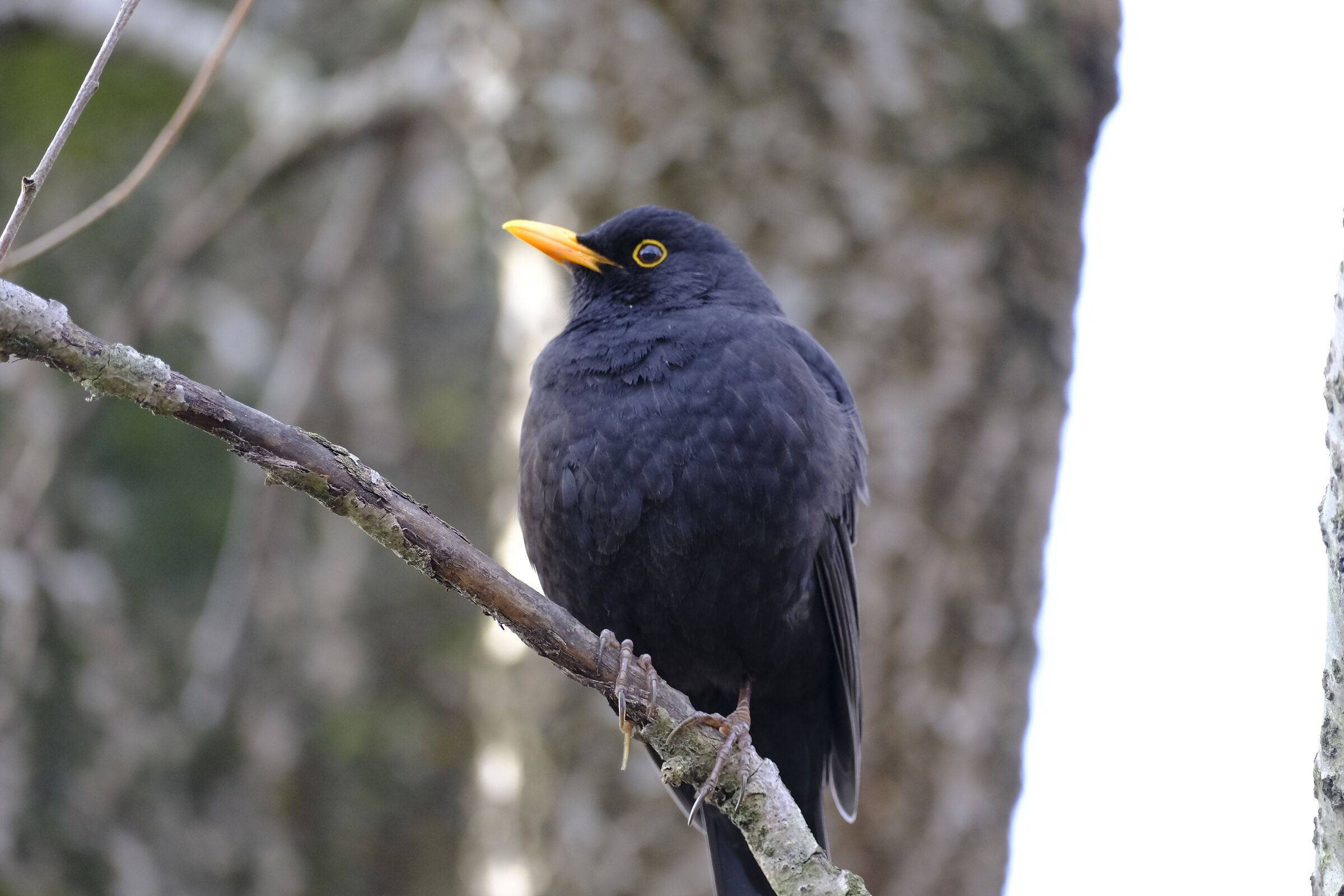 Blackbird on tree