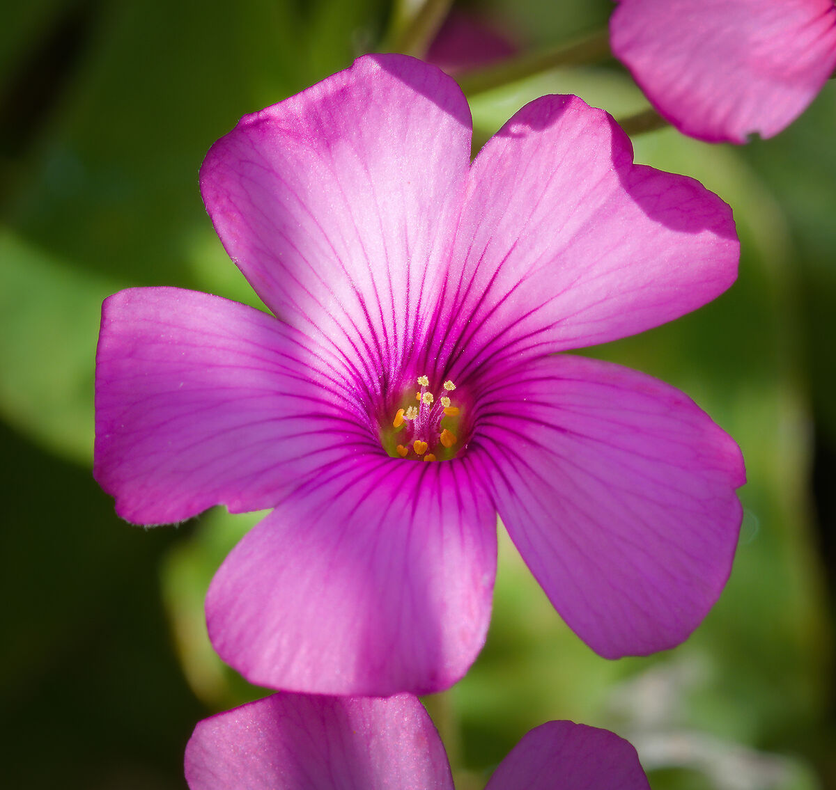 Acetosella Rizomatosa...