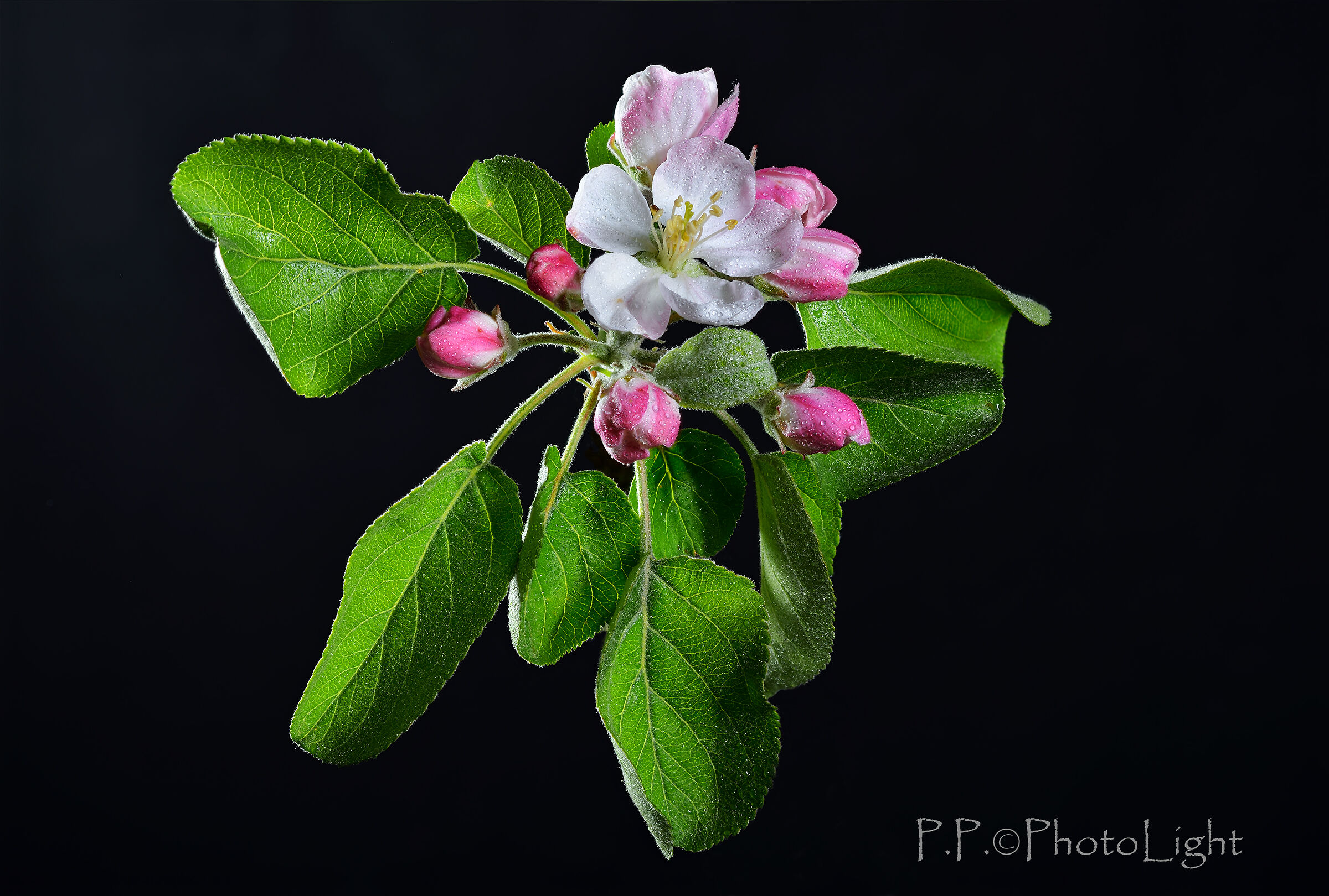 It's going to be apples...