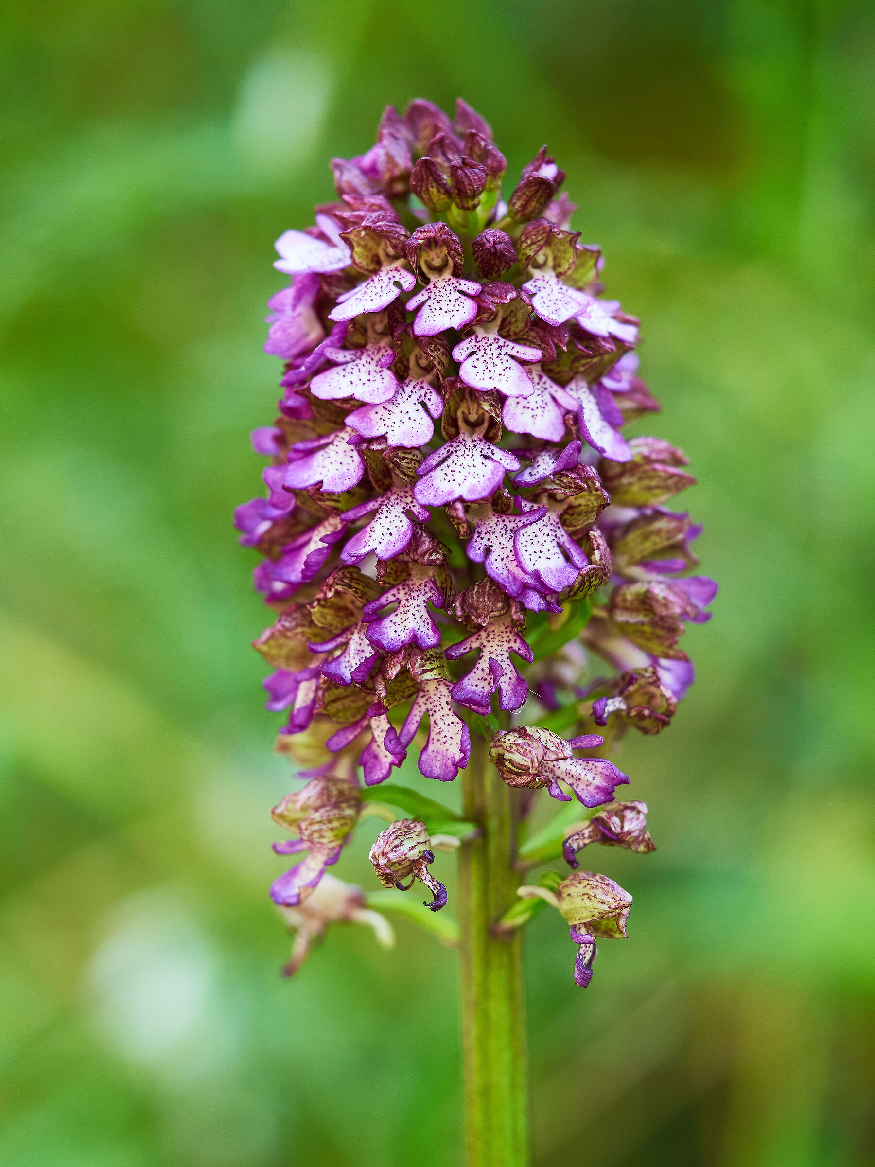 Orchis Purpurea