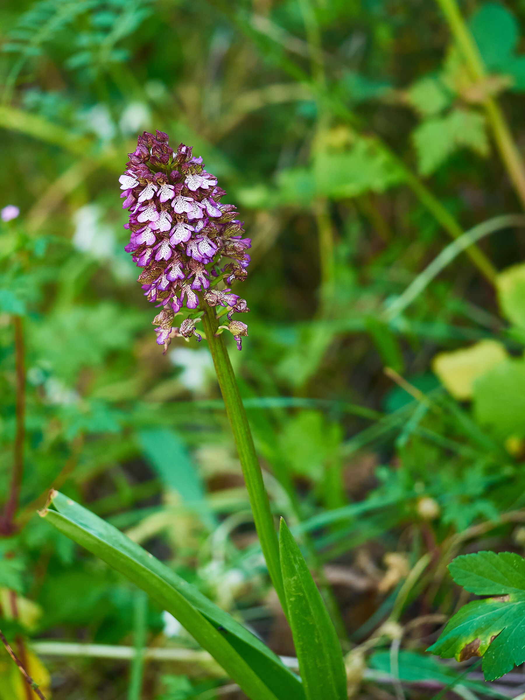 Orchis Purpurea