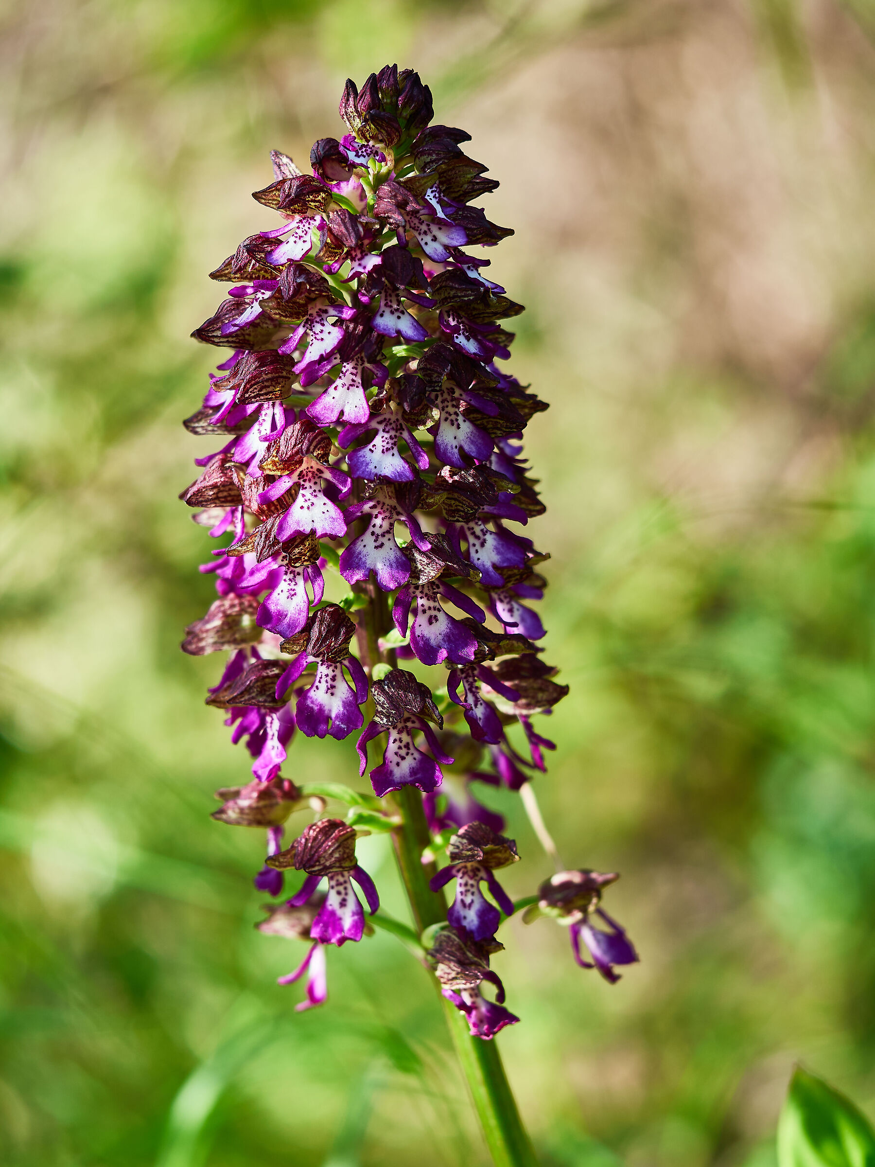 Orchis Purpurea