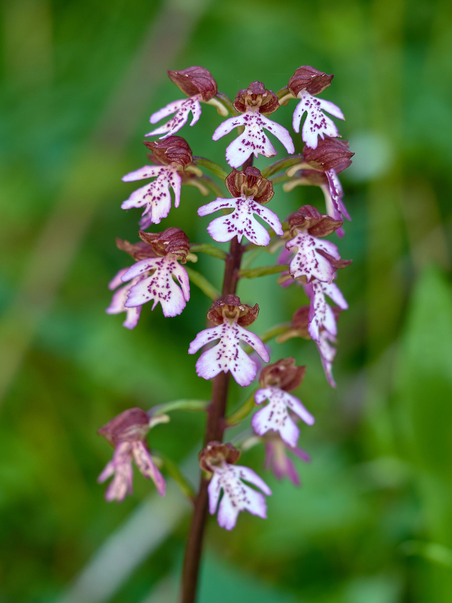 Orchis Purpurea