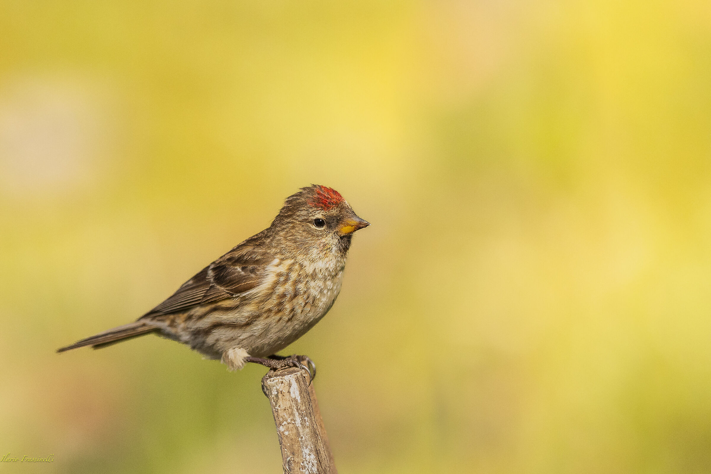 Redpoll