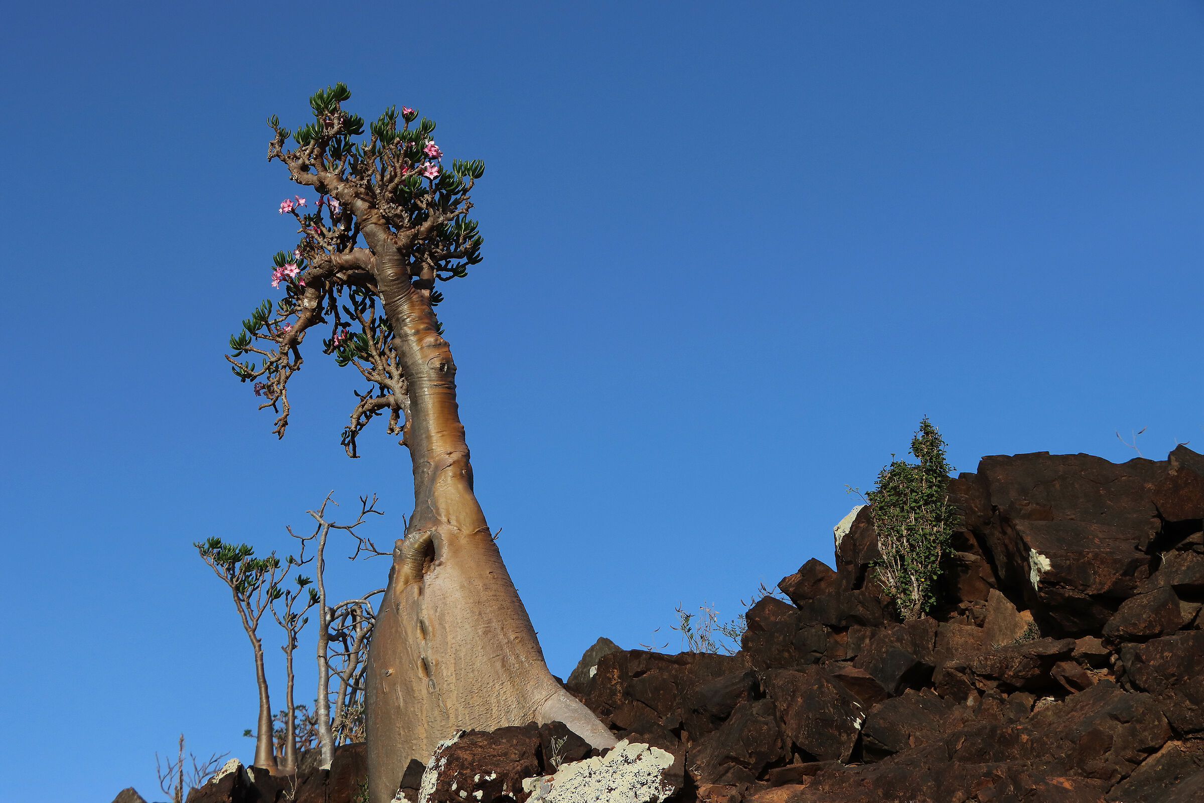 S O C O T R A - Adenium obesum socotranum