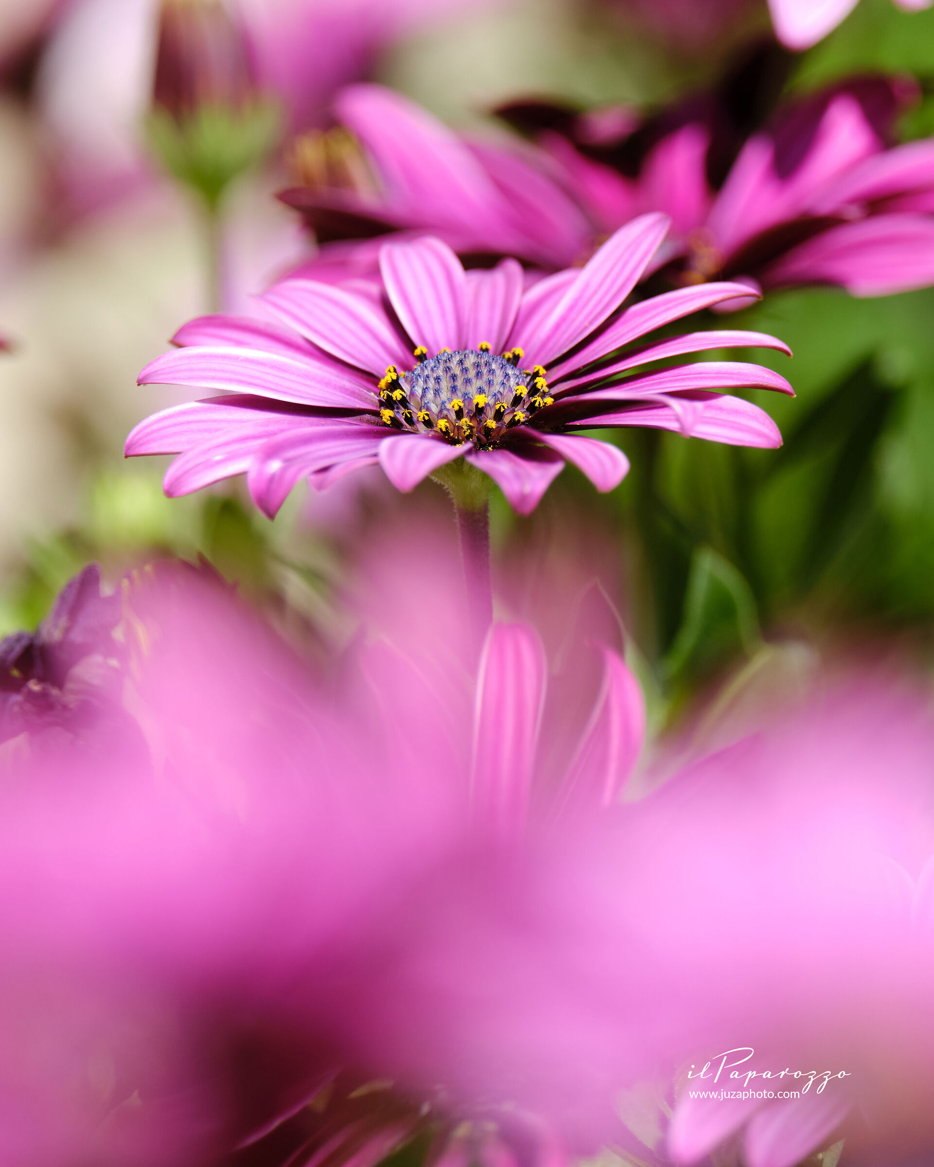 Dimorphotheca ecklonis