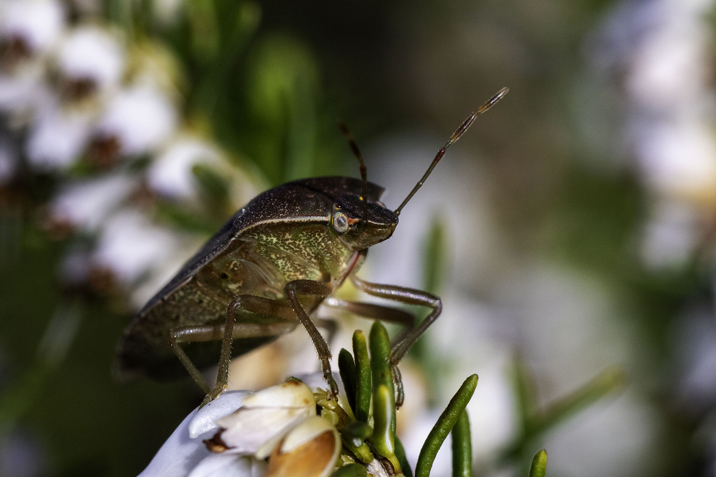 Cimice