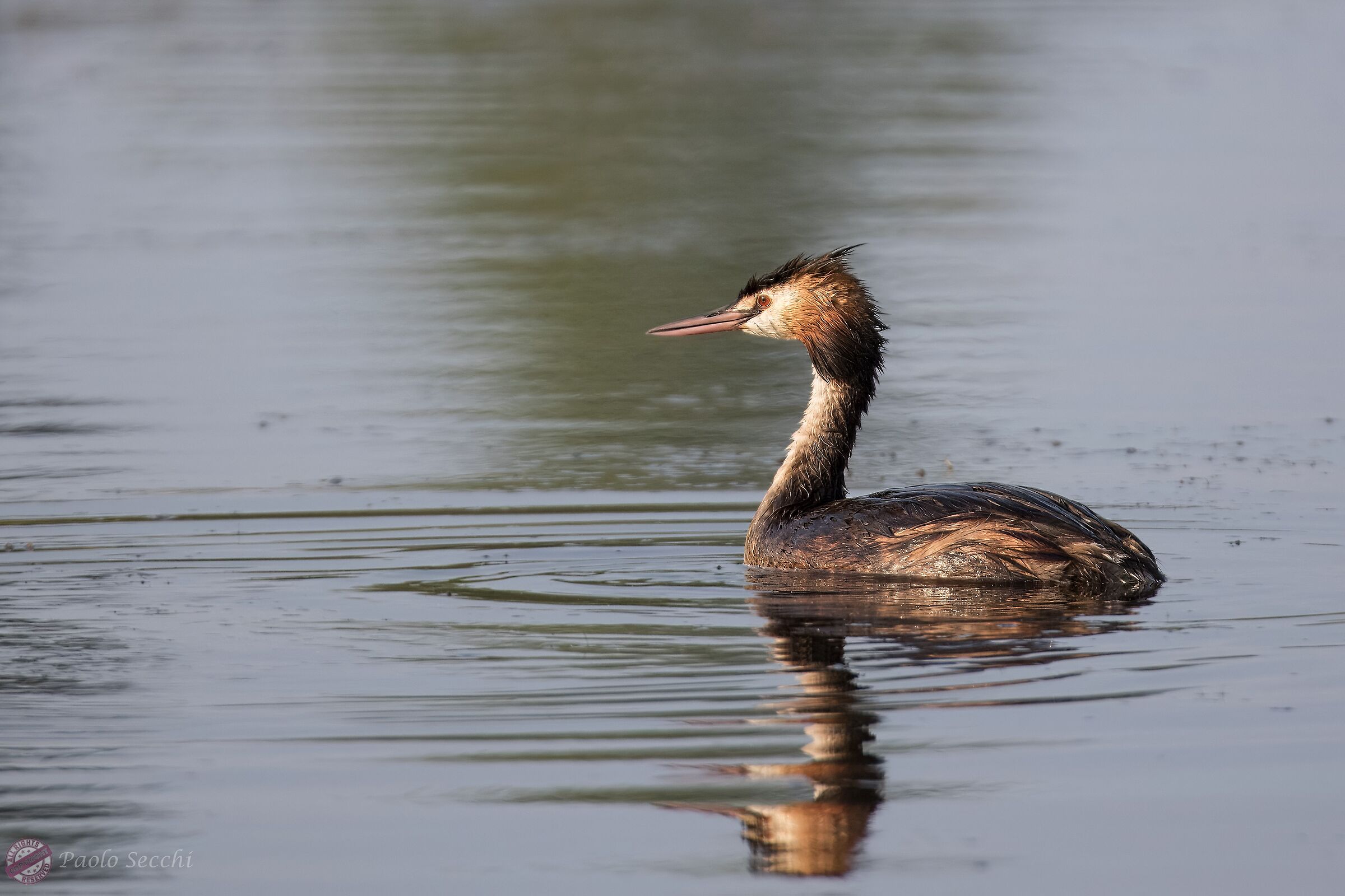 Podiceps cristatus (Great Crested Grebe)