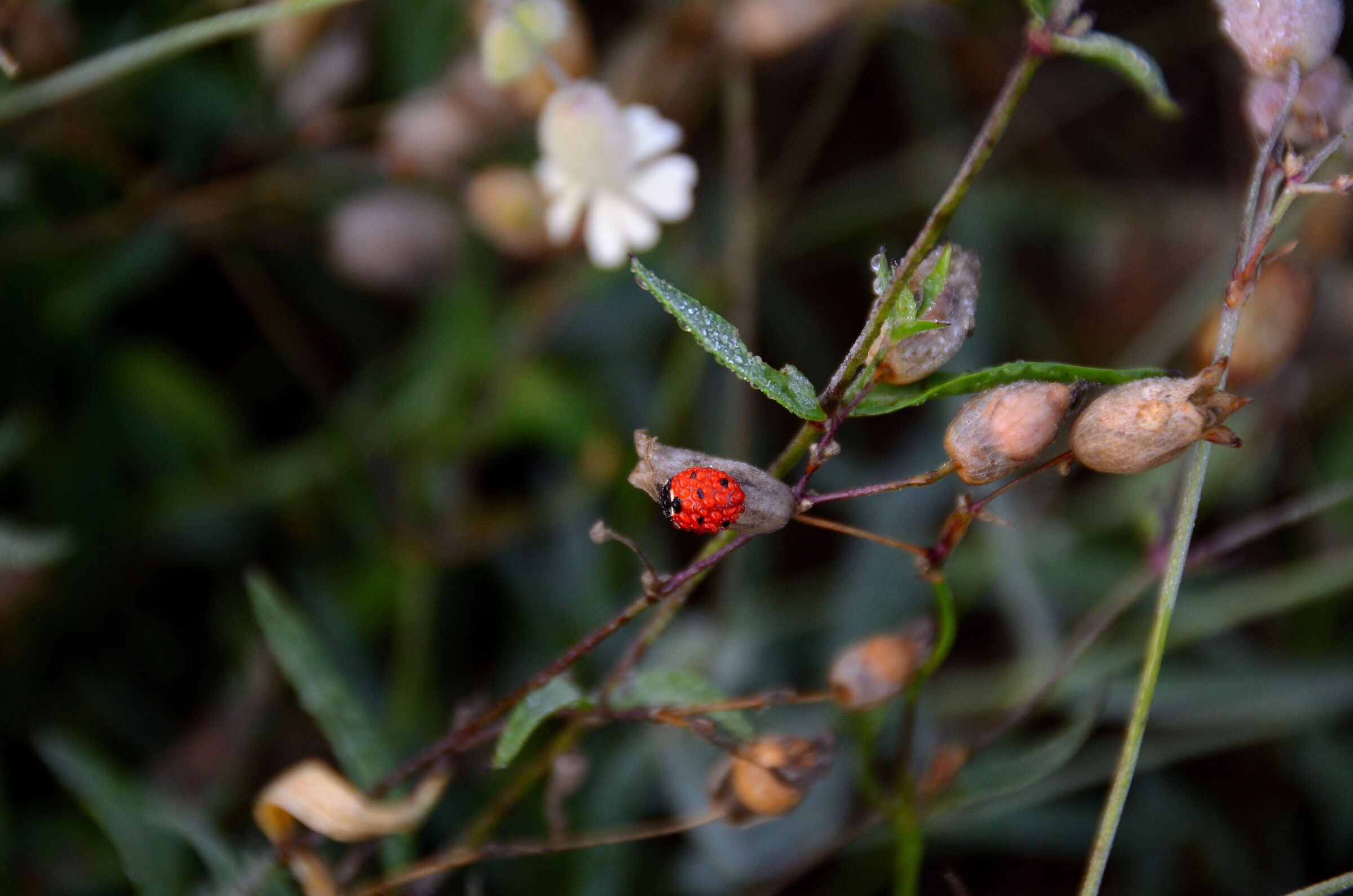 Coccinella