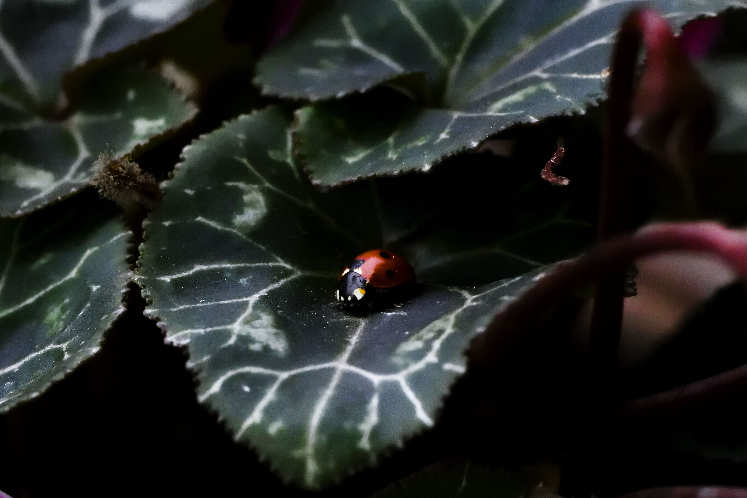 Coccinella