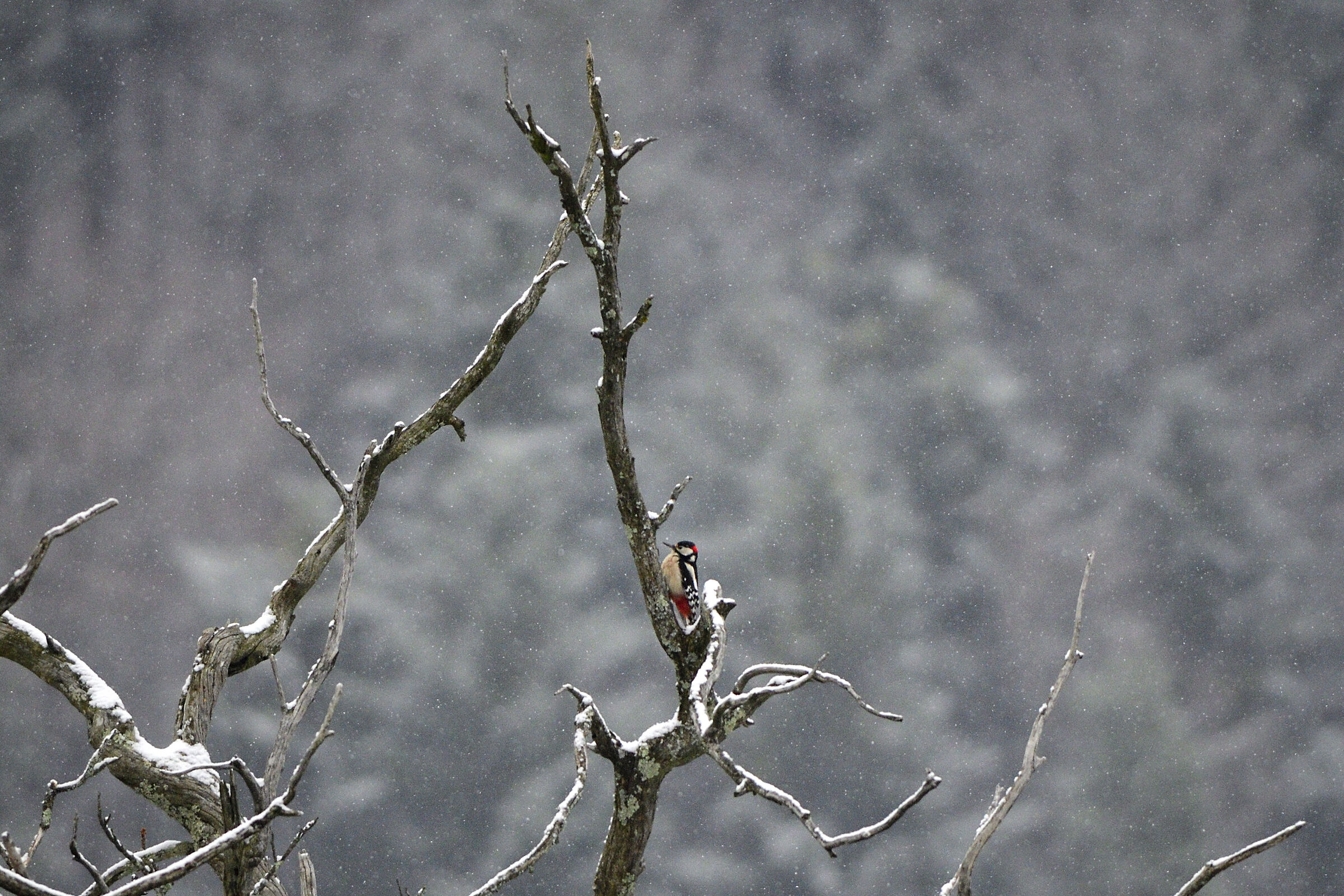 Spotted Woodpecker