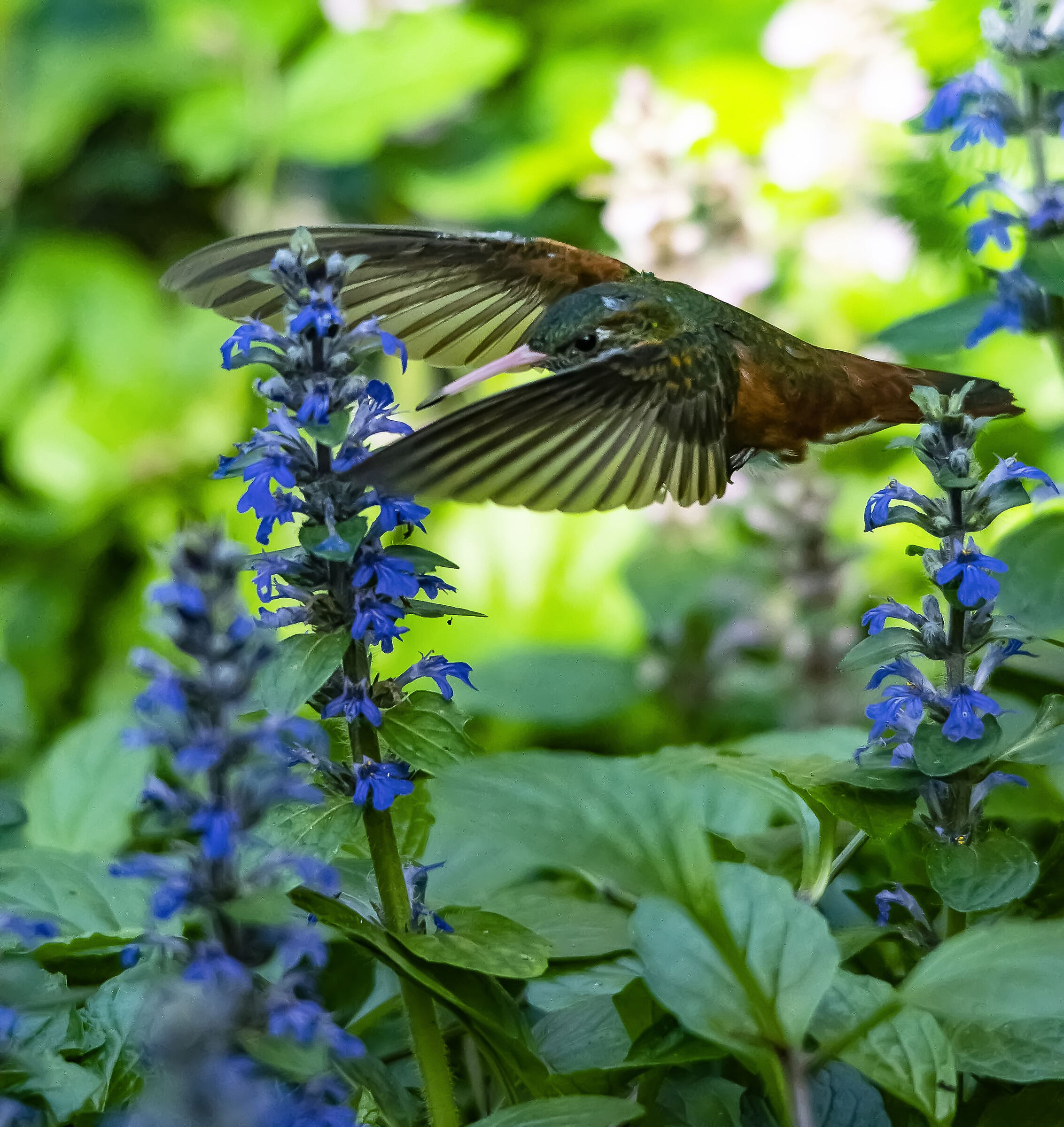 Colibri in volo