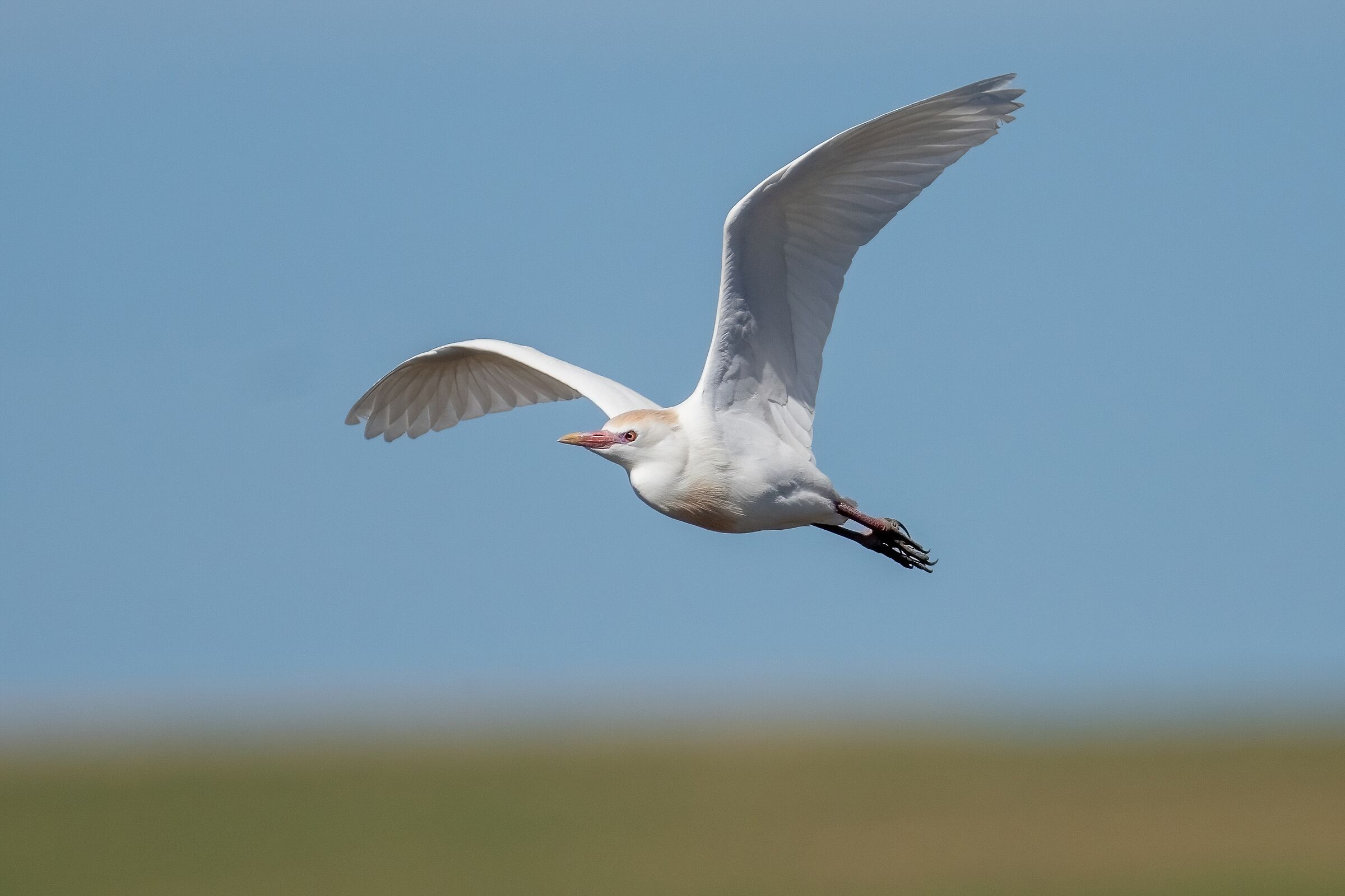 Airone guardabuoi (Bubulcus ibis)