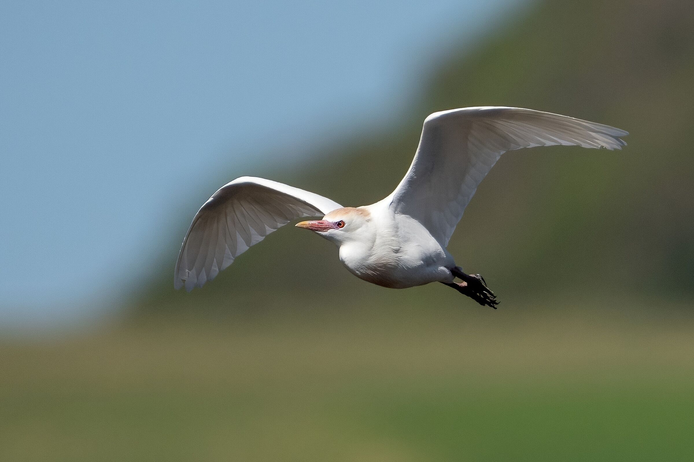 Airone guardabuoi (Bubulcus ibis)