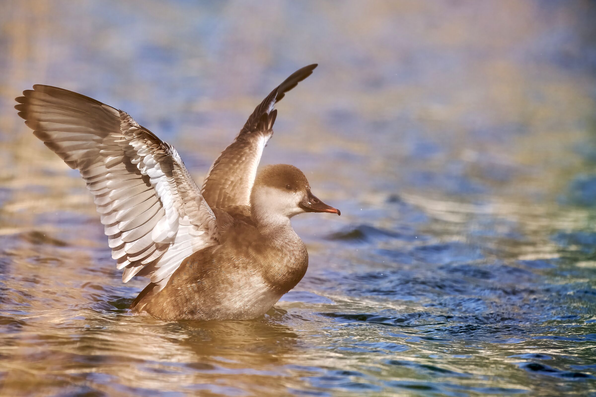 Female Turkish Pochard